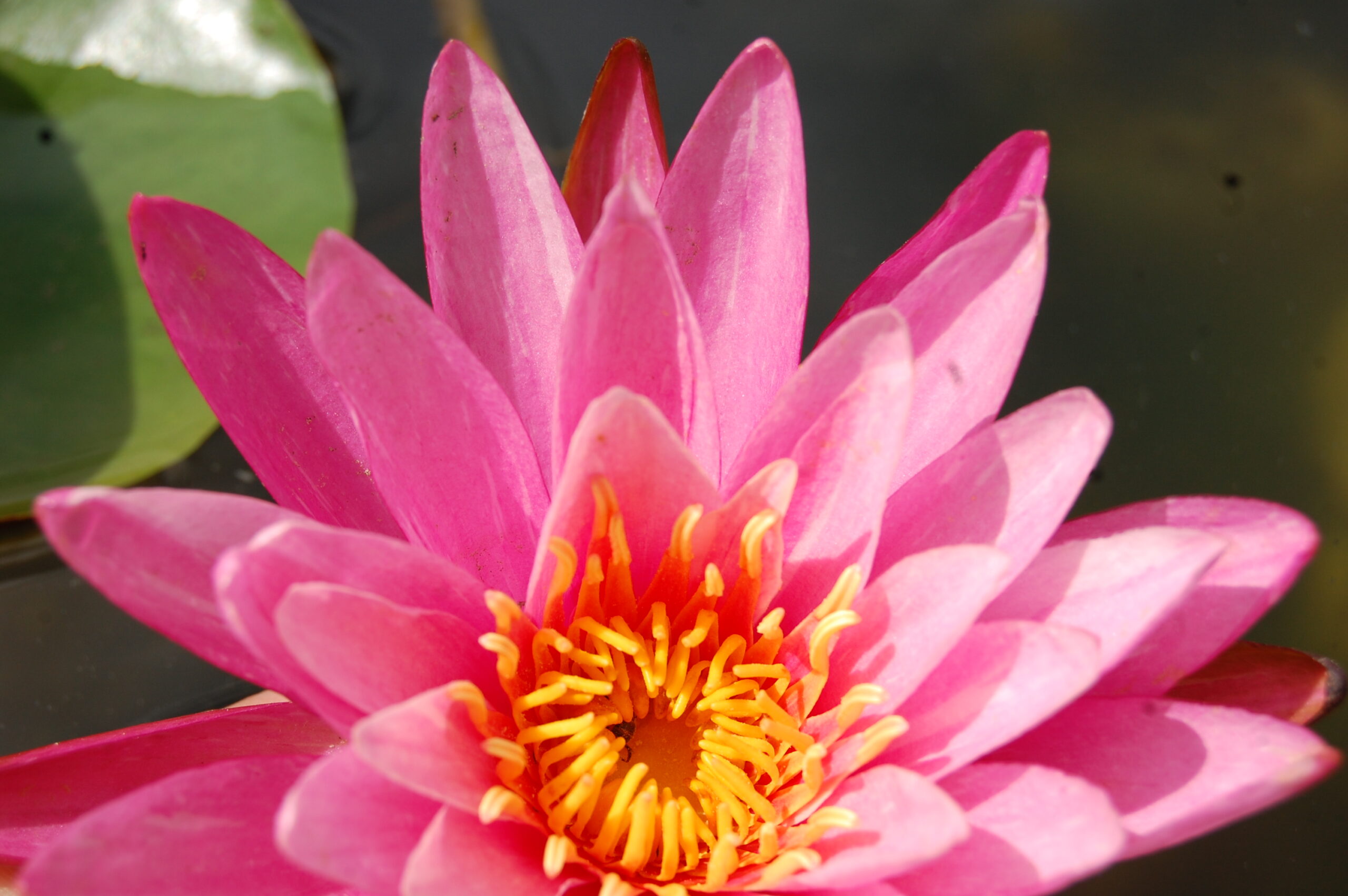 acheter nymphaea N°13 de Nikolay for sale buy on line (11)