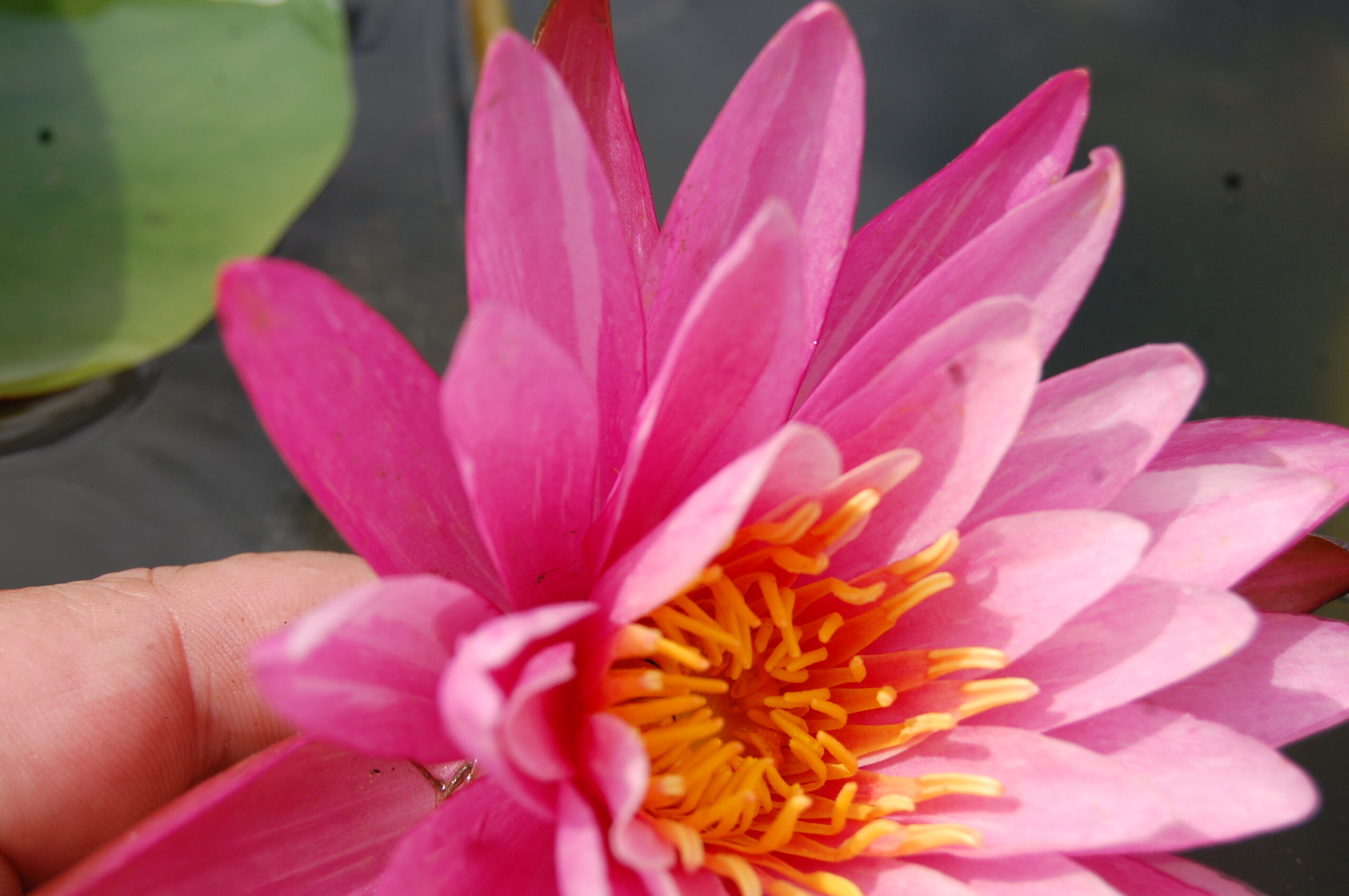 acheter nymphaea N°13 de Nikolay for sale buy on line (12)