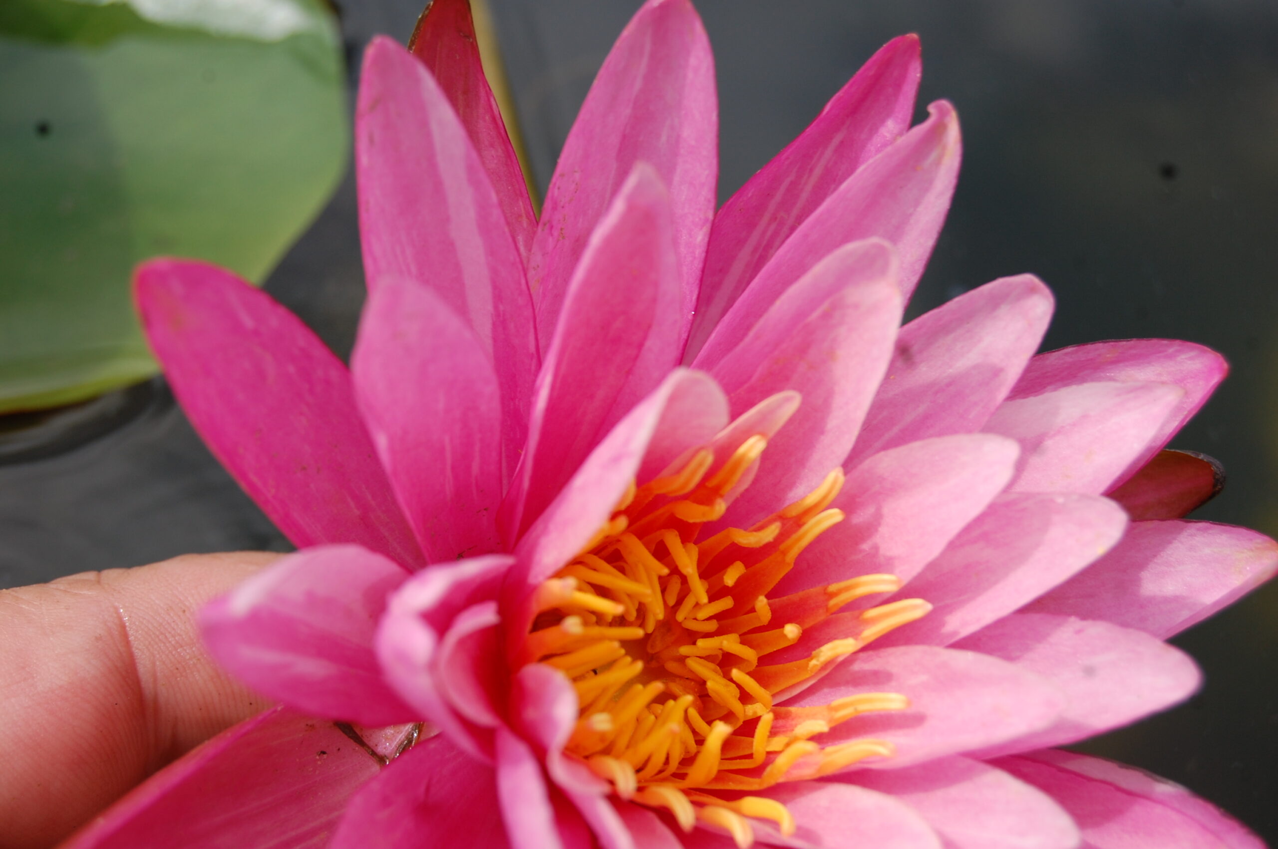 acheter nymphaea N°13 de Nikolay for sale buy on line (13)