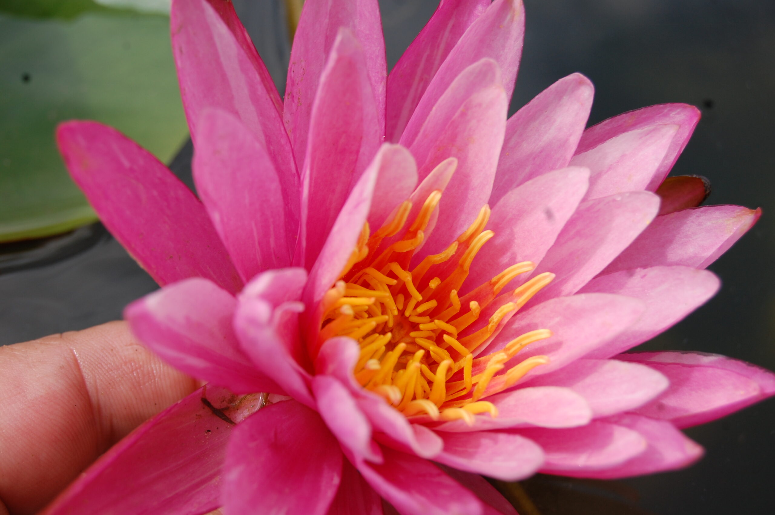 acheter nymphaea N°13 de Nikolay for sale buy on line (14)