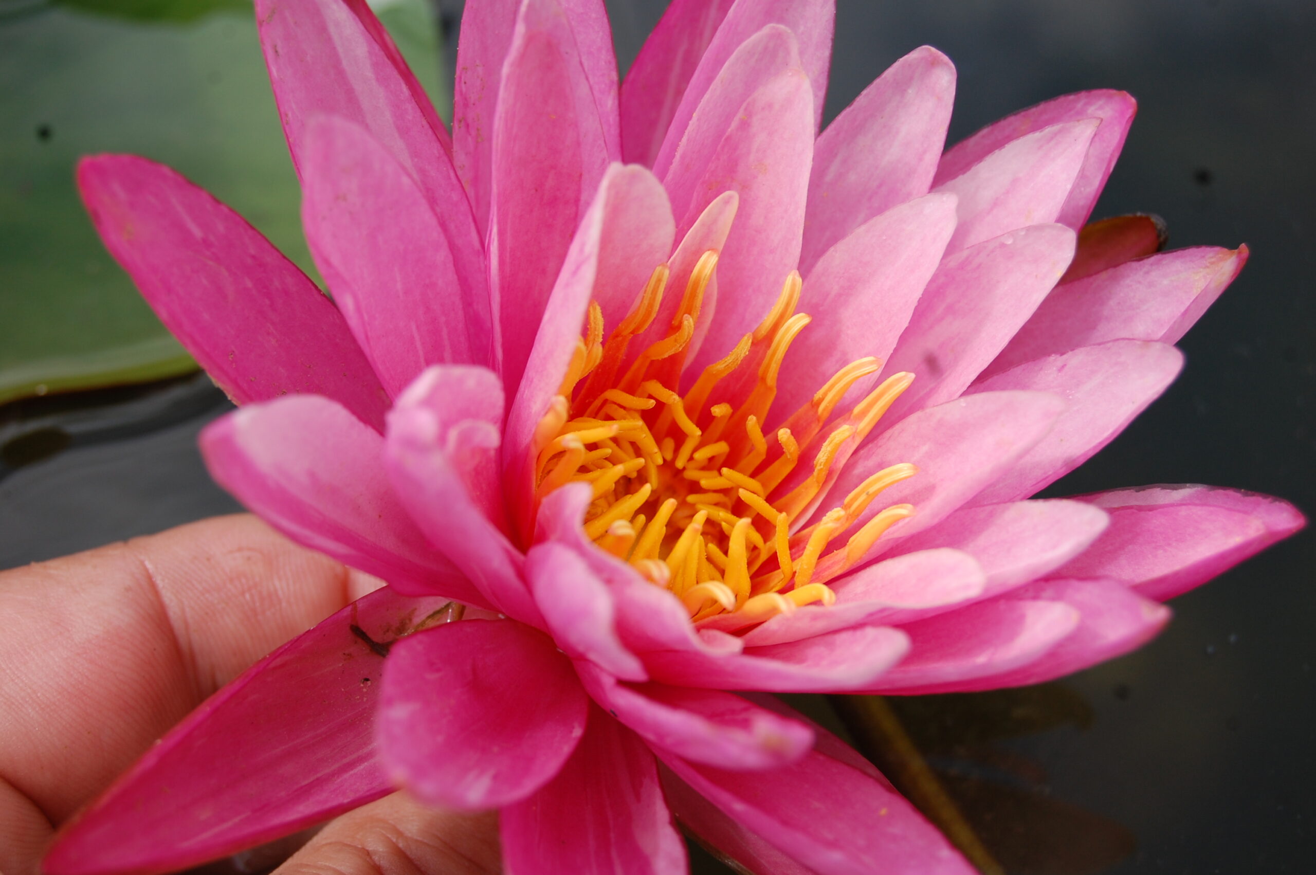 acheter nymphaea N°13 de Nikolay for sale buy on line (15)