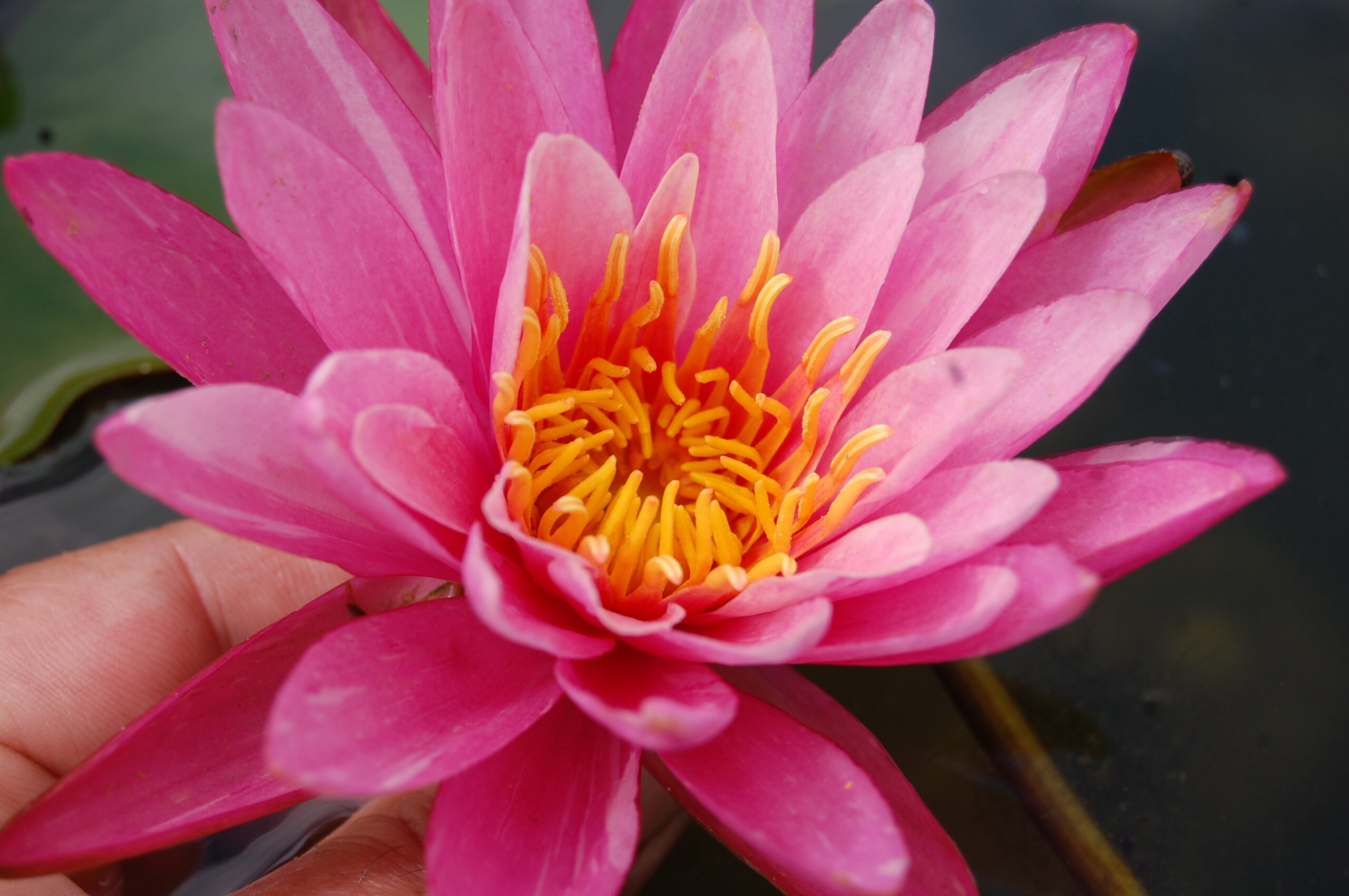 acheter nymphaea N°13 de Nikolay for sale buy on line (16)