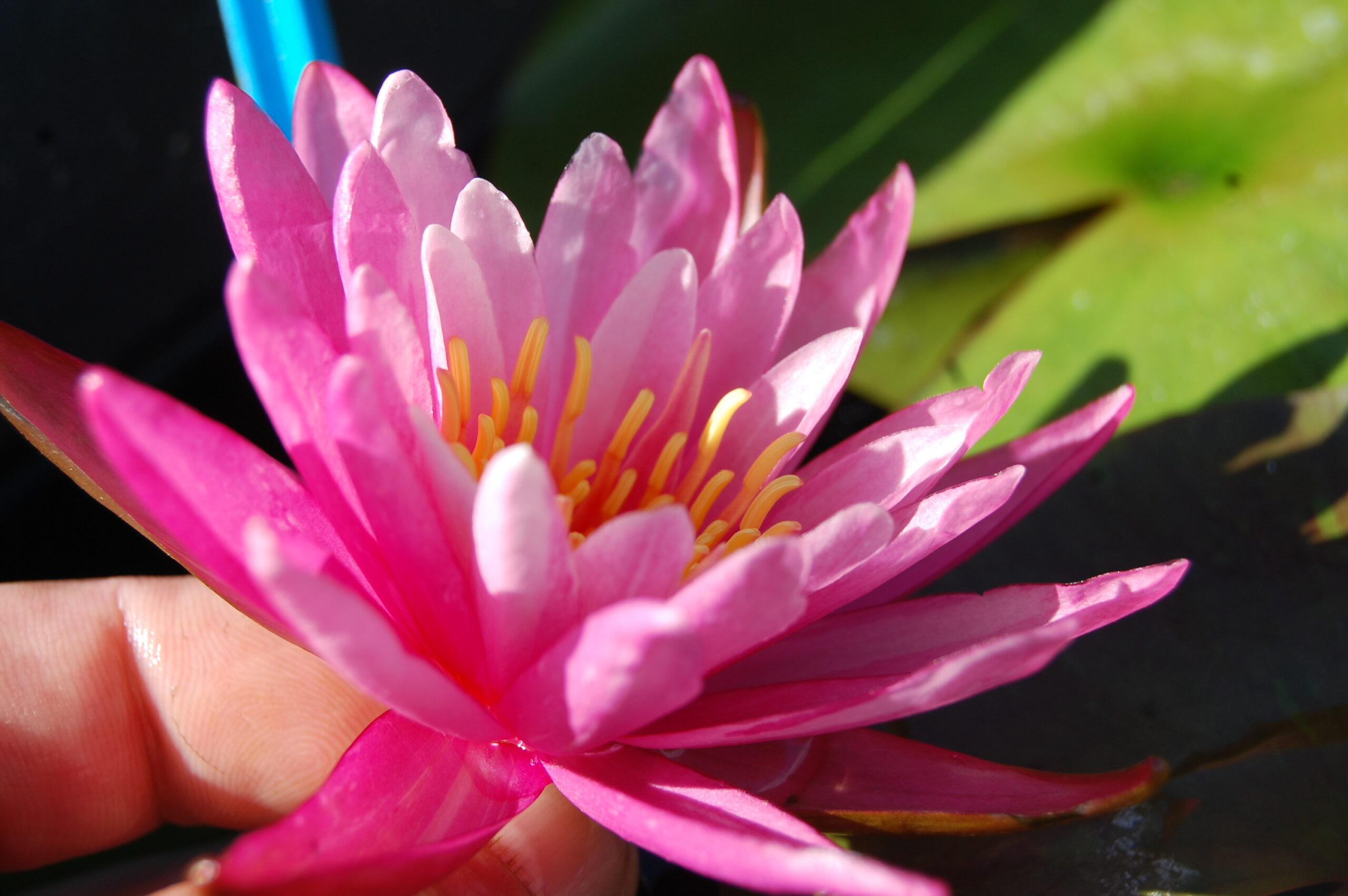 acheter nymphaea N°13 de Nikolay for sale buy on line (17)