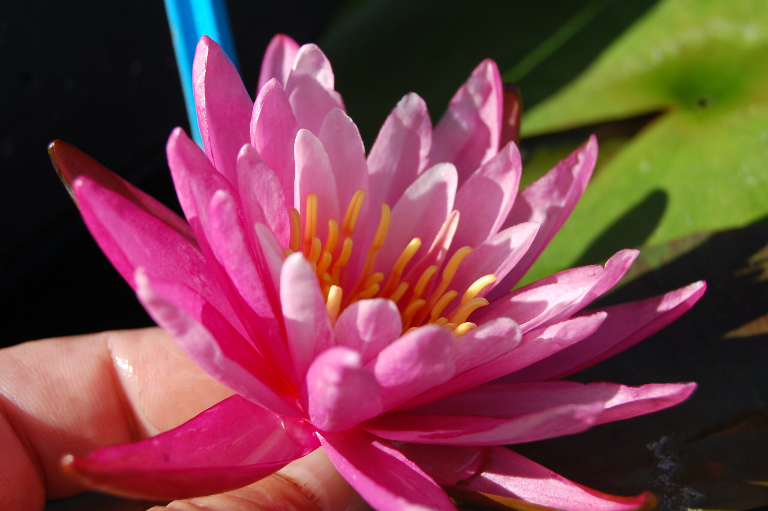 acheter nymphaea N°13 de Nikolay for sale buy on line (18)
