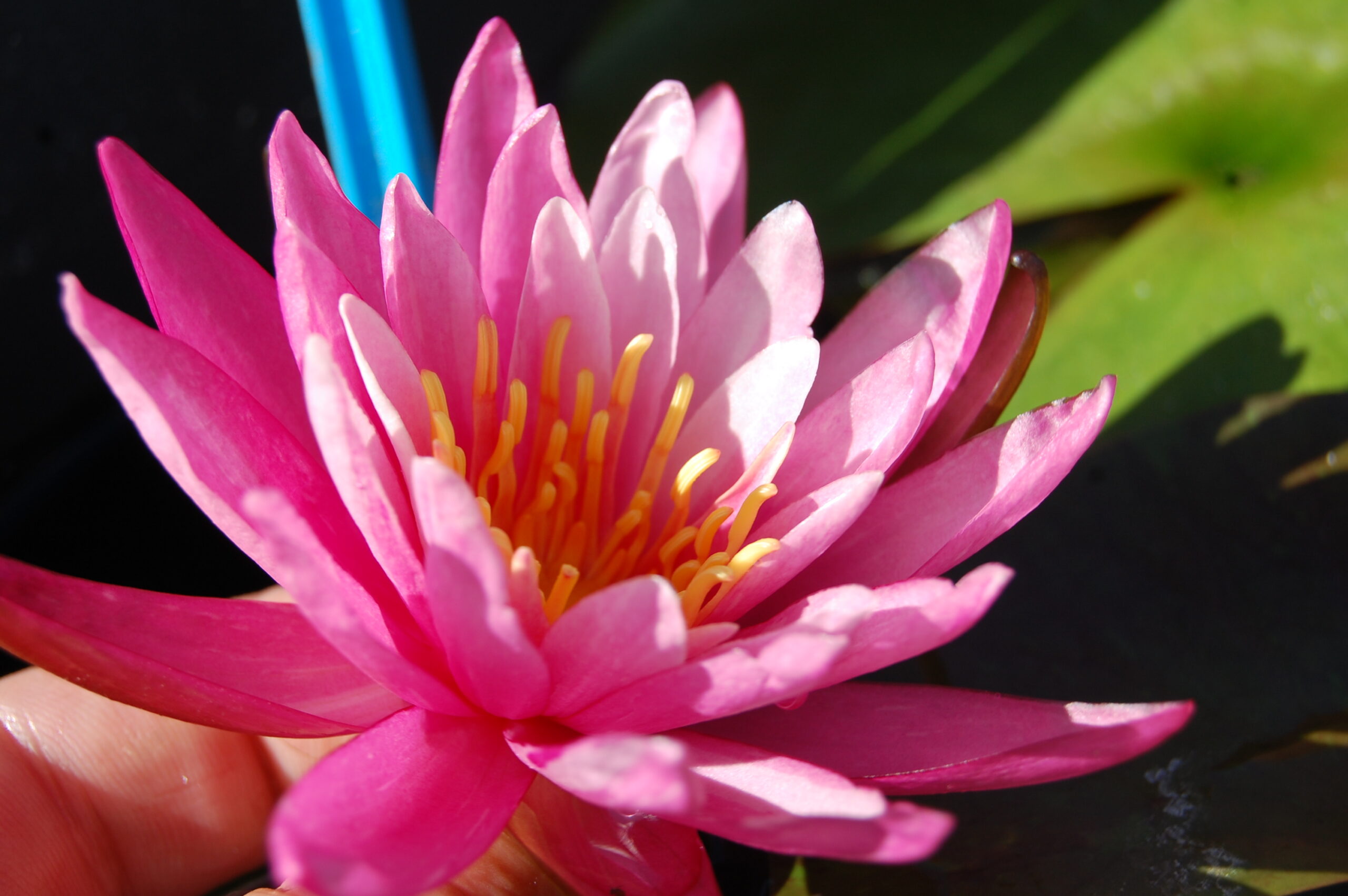 acheter nymphaea N°13 de Nikolay for sale buy on line (19)