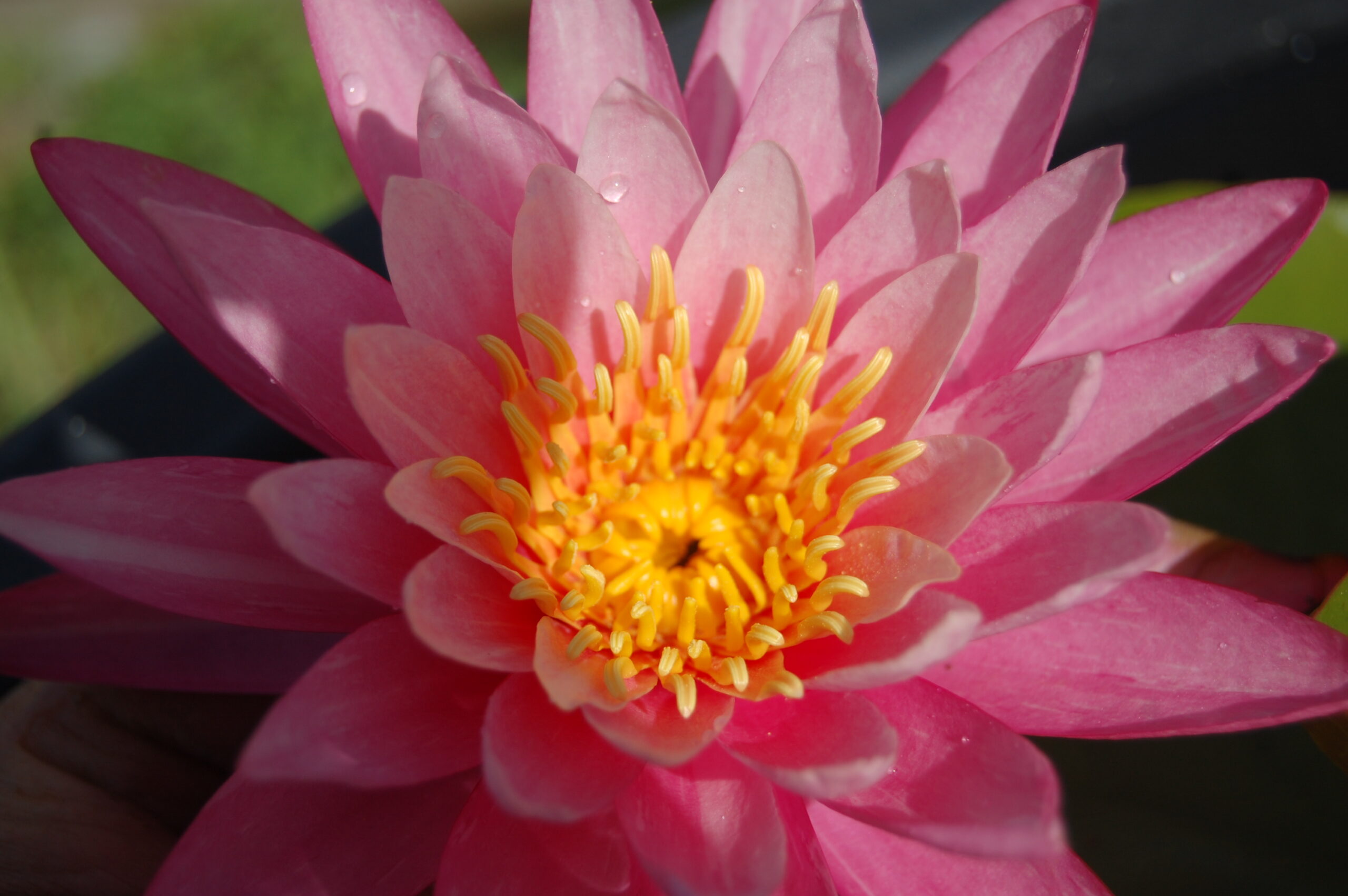 acheter nymphaea N°13 de Nikolay for sale buy on line (2)