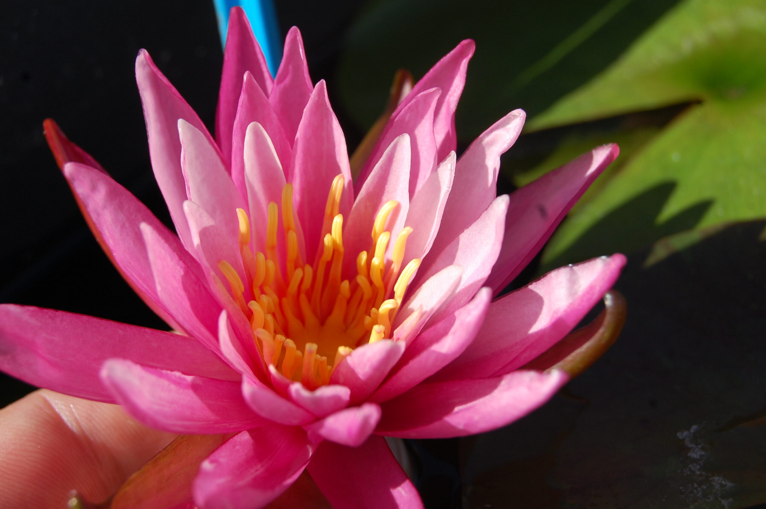 acheter nymphaea N°13 de Nikolay for sale buy on line (20)