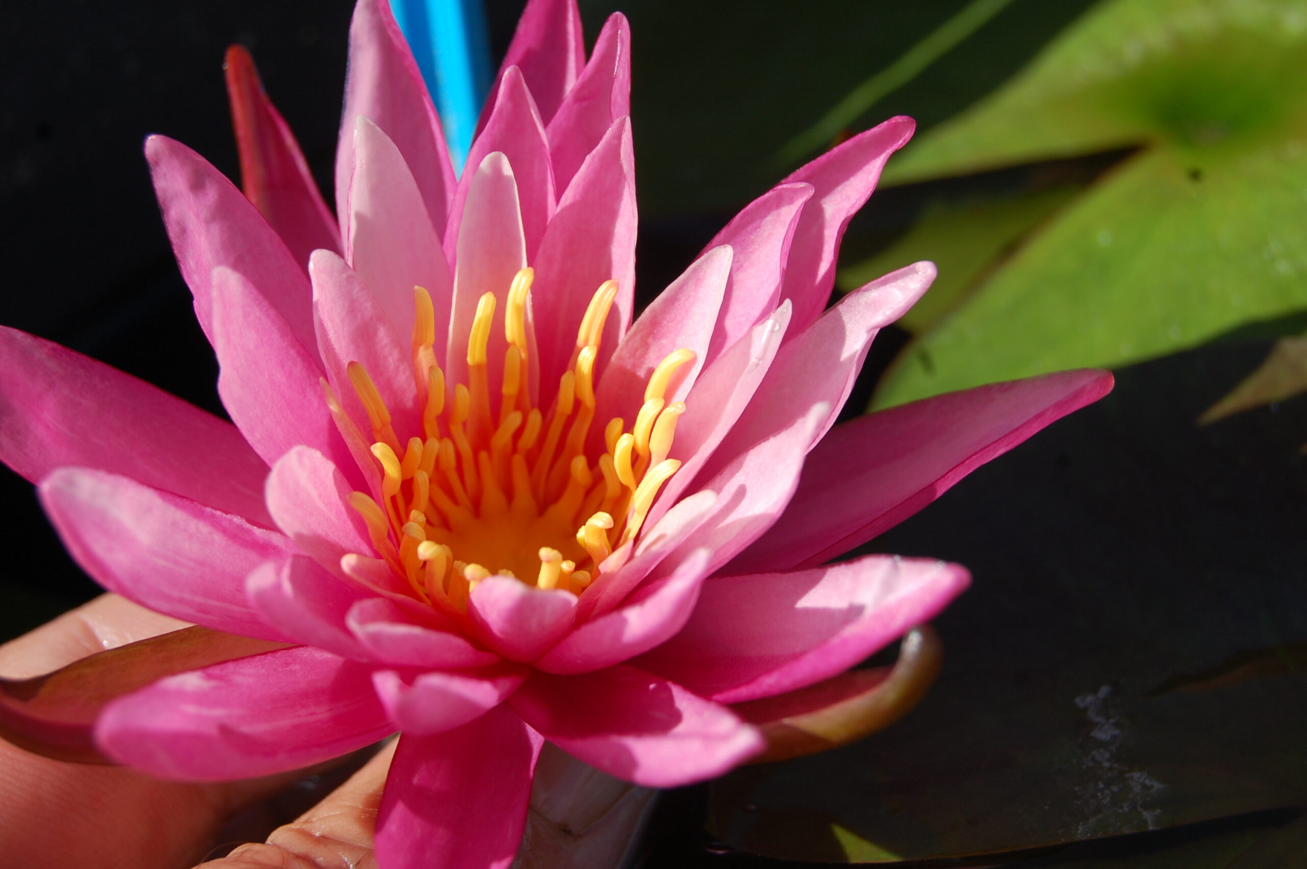acheter nymphaea N°13 de Nikolay for sale buy on line (21)
