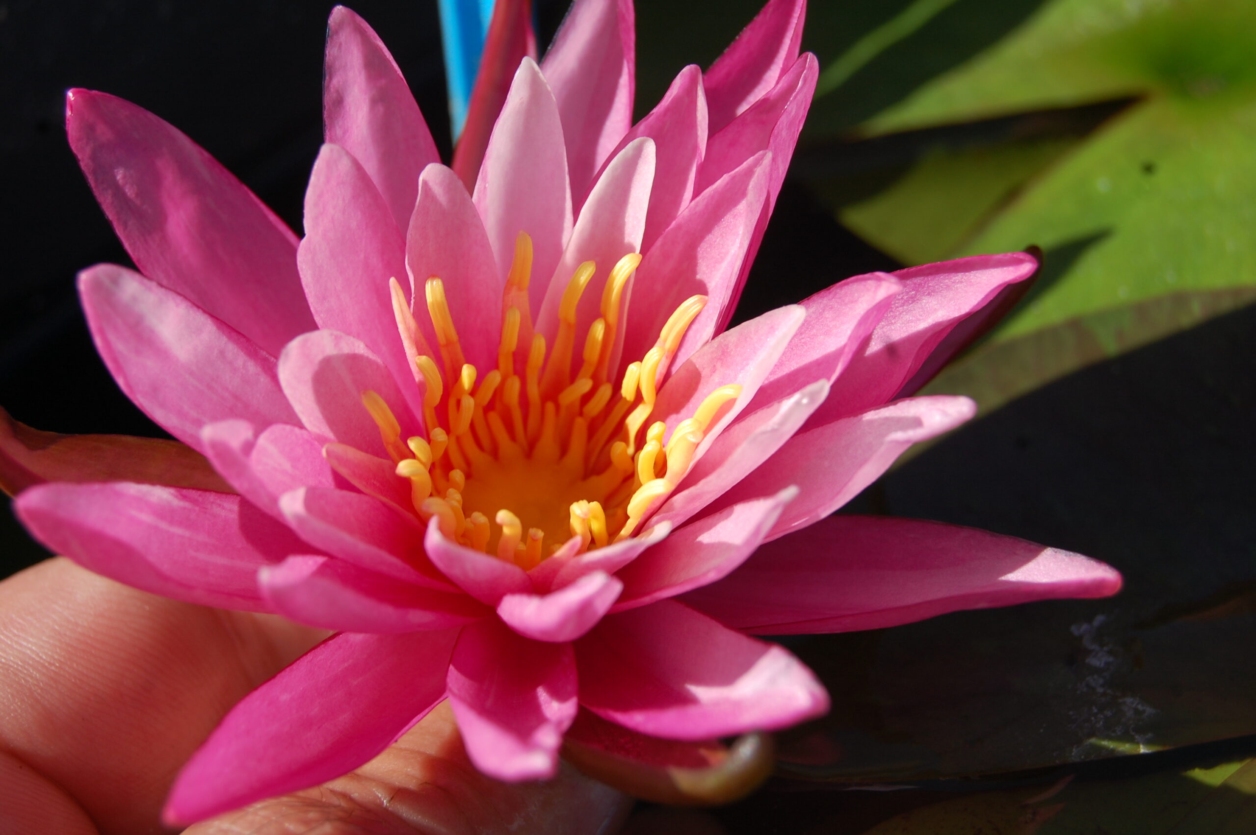 acheter nymphaea N°13 de Nikolay for sale buy on line (22)
