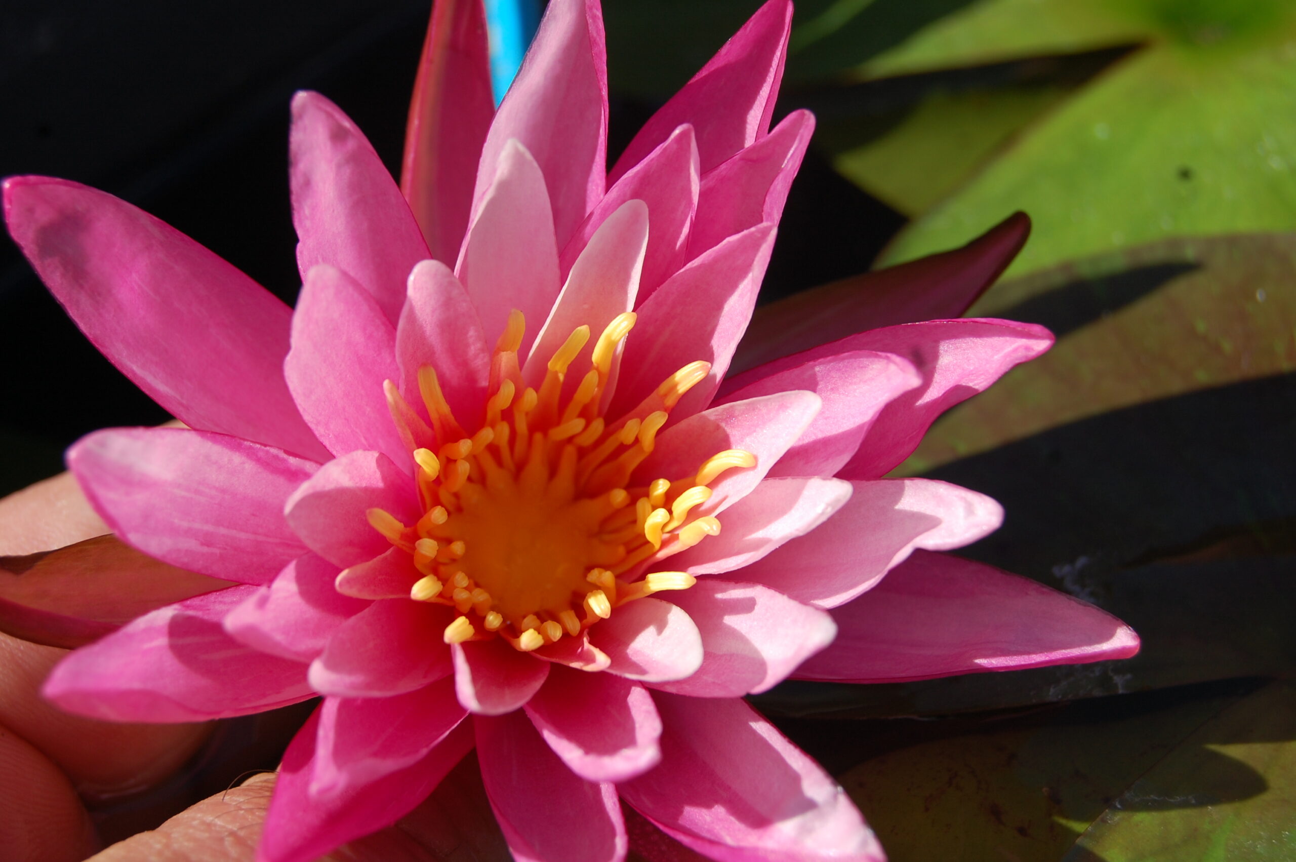 acheter nymphaea N°13 de Nikolay for sale buy on line (23)