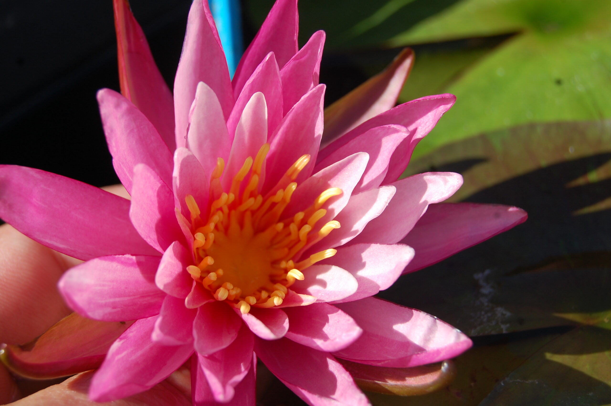 acheter nymphaea N°13 de Nikolay for sale buy on line (24)