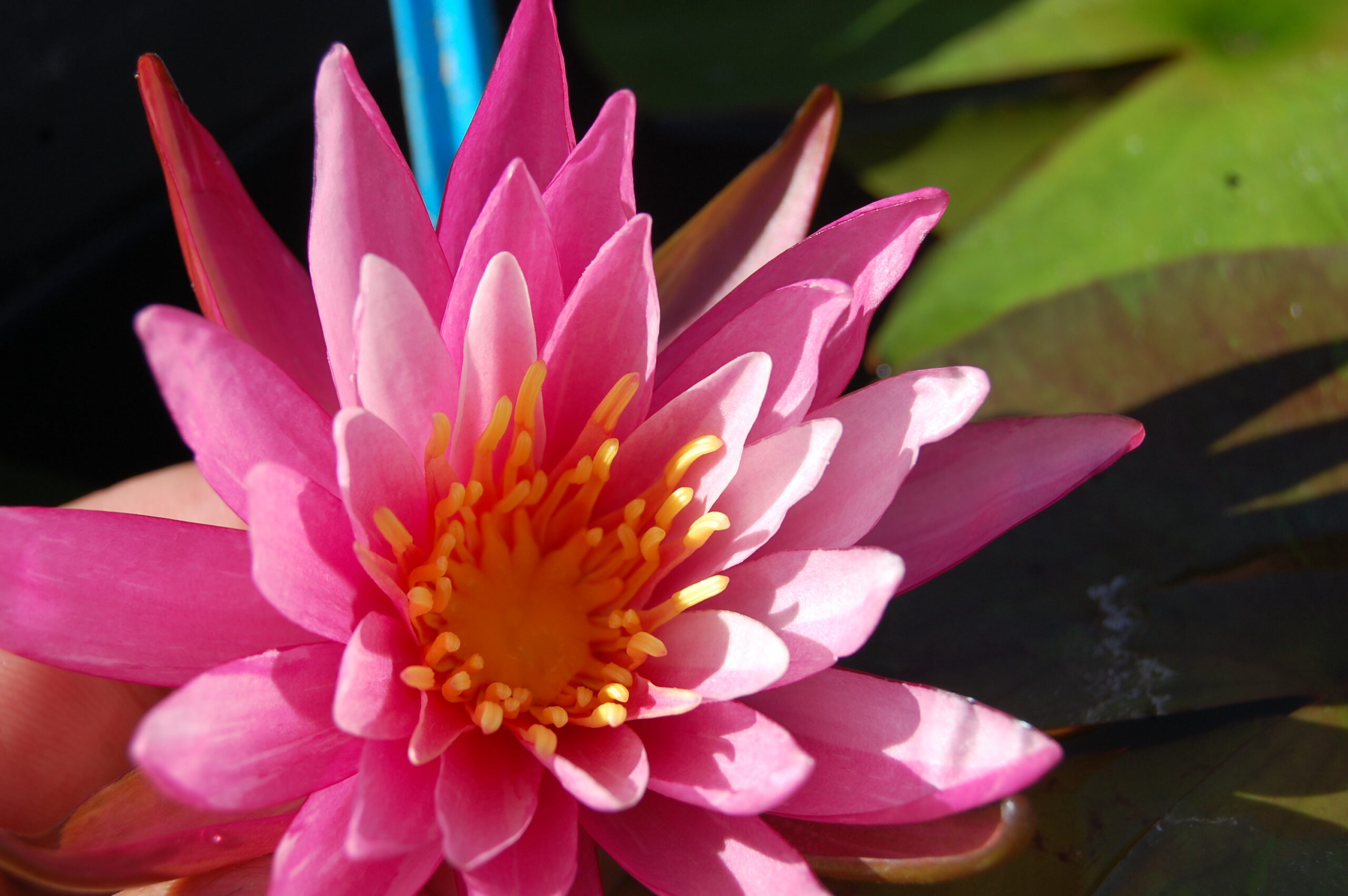 acheter nymphaea N°13 de Nikolay for sale buy on line (25)