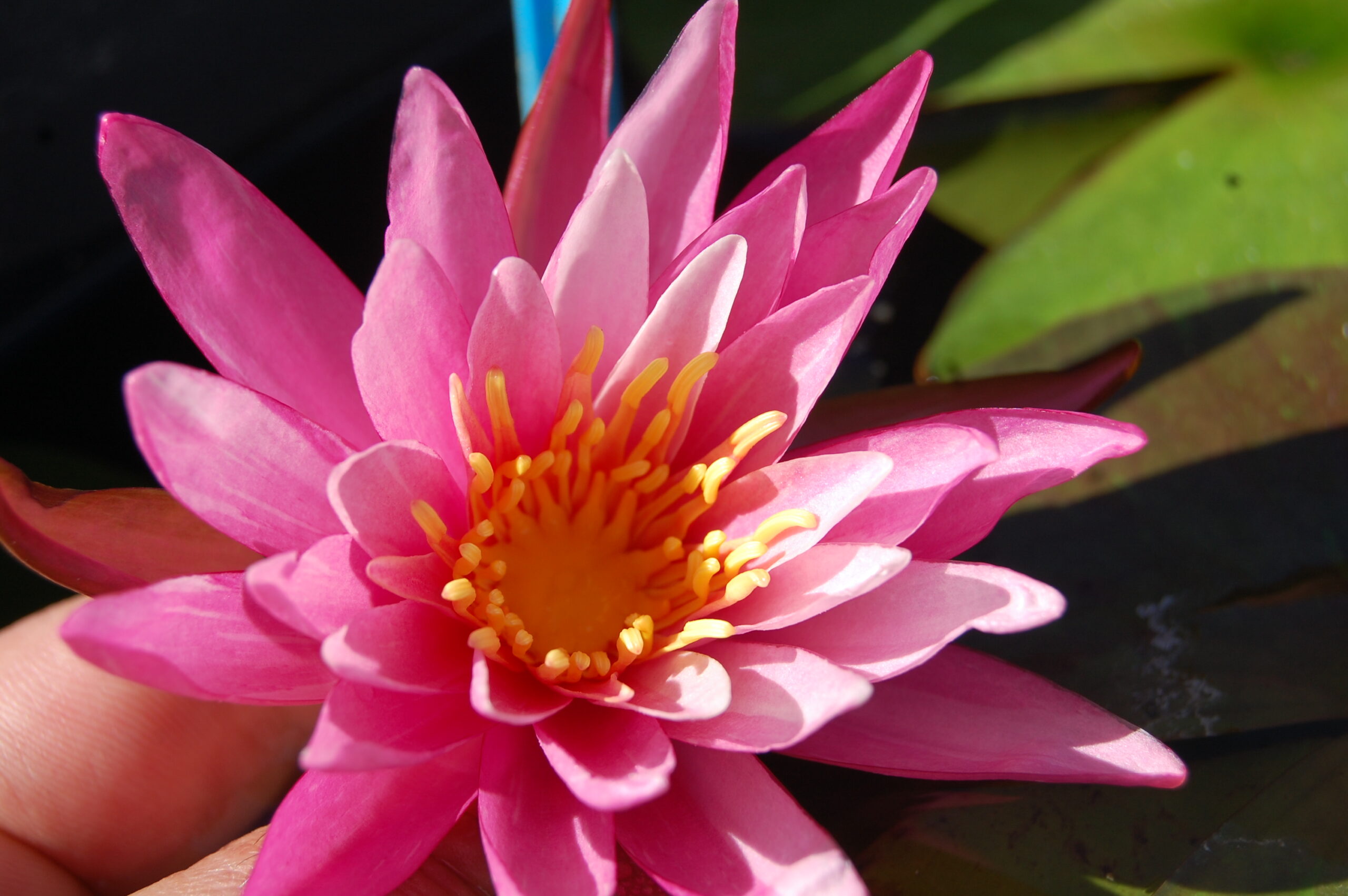 acheter nymphaea N°13 de Nikolay for sale buy on line (26)