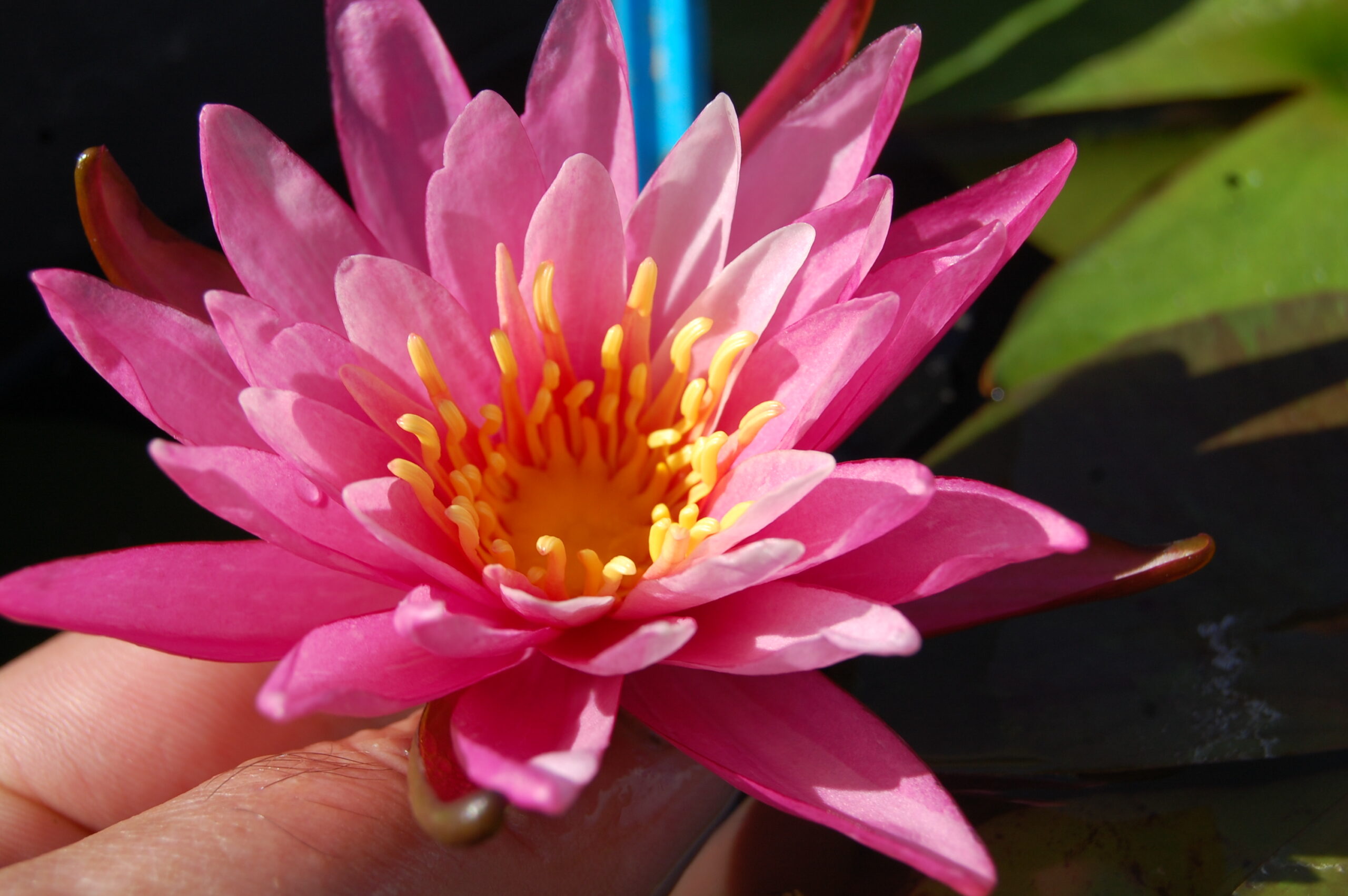 acheter nymphaea N°13 de Nikolay for sale buy on line (27)