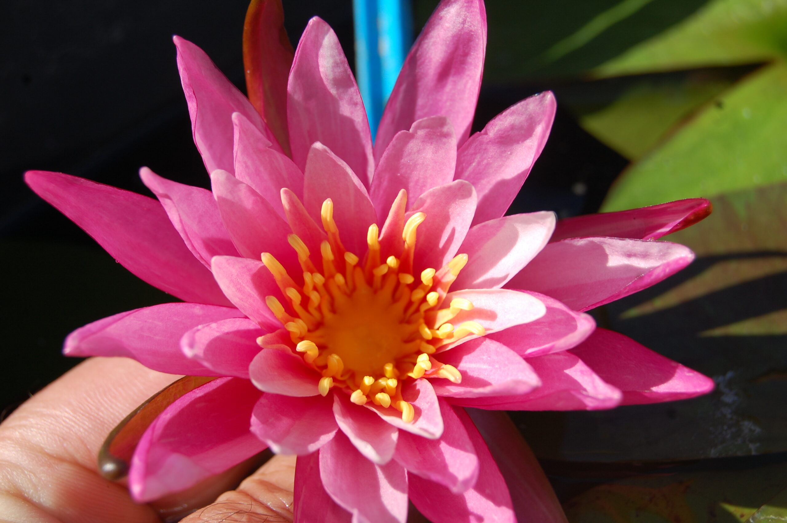 acheter nymphaea N°13 de Nikolay for sale buy on line (28)