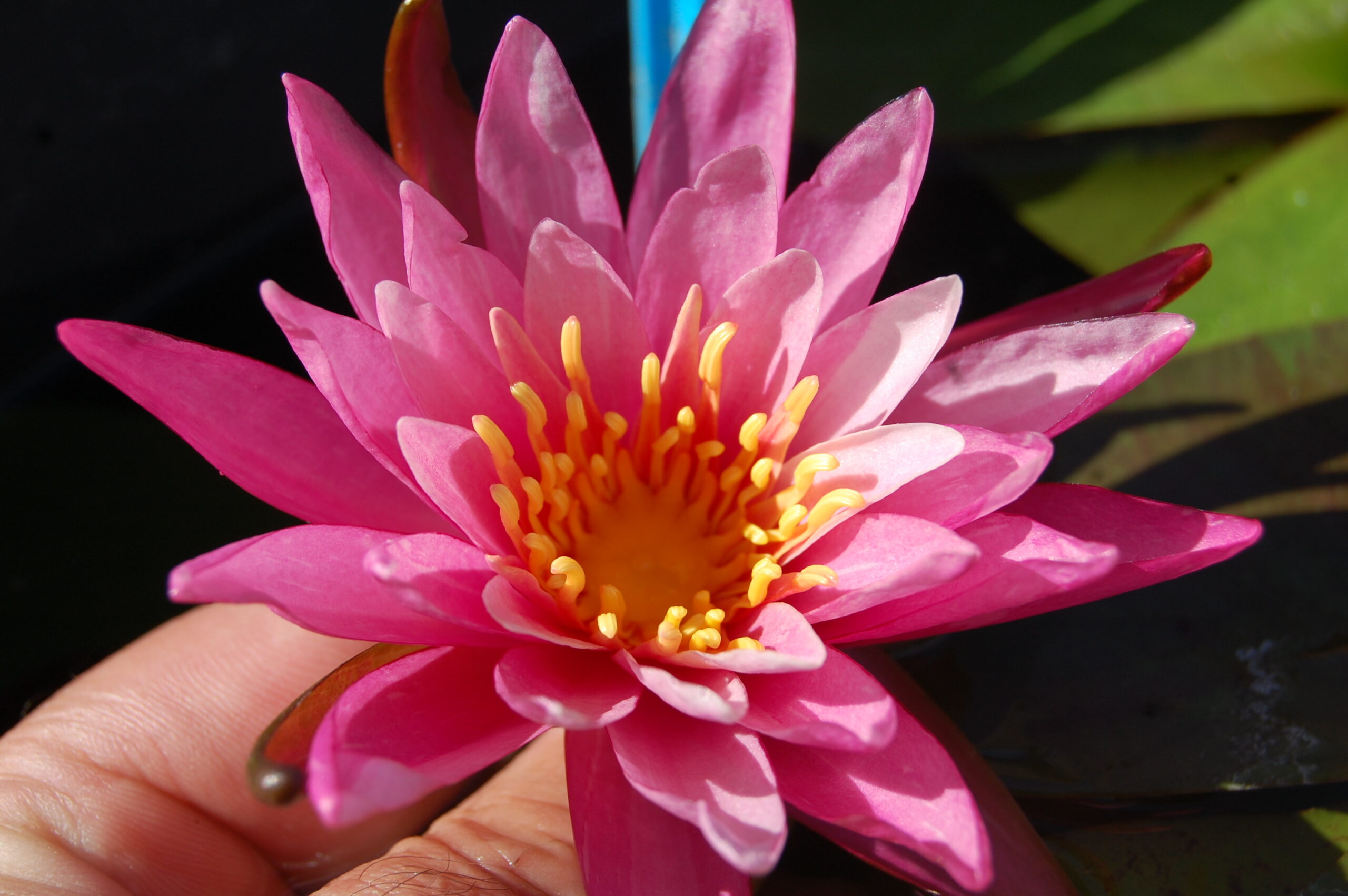 acheter nymphaea N°13 de Nikolay for sale buy on line (29)