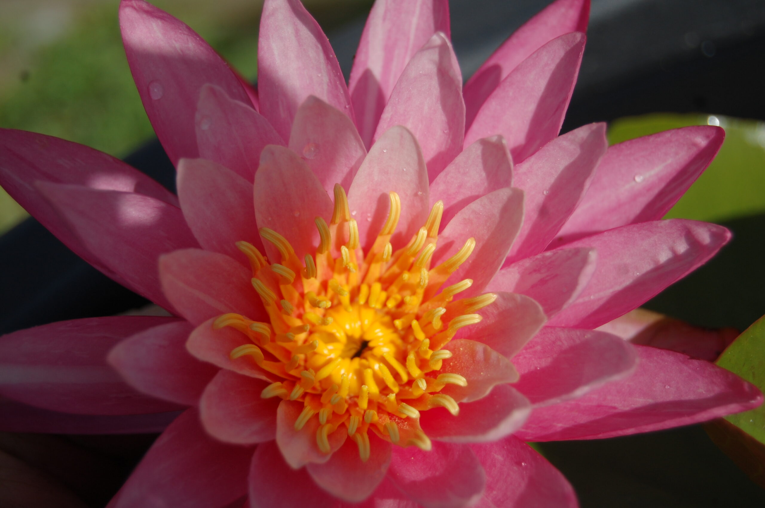 acheter nymphaea N°13 de Nikolay for sale buy on line (3)