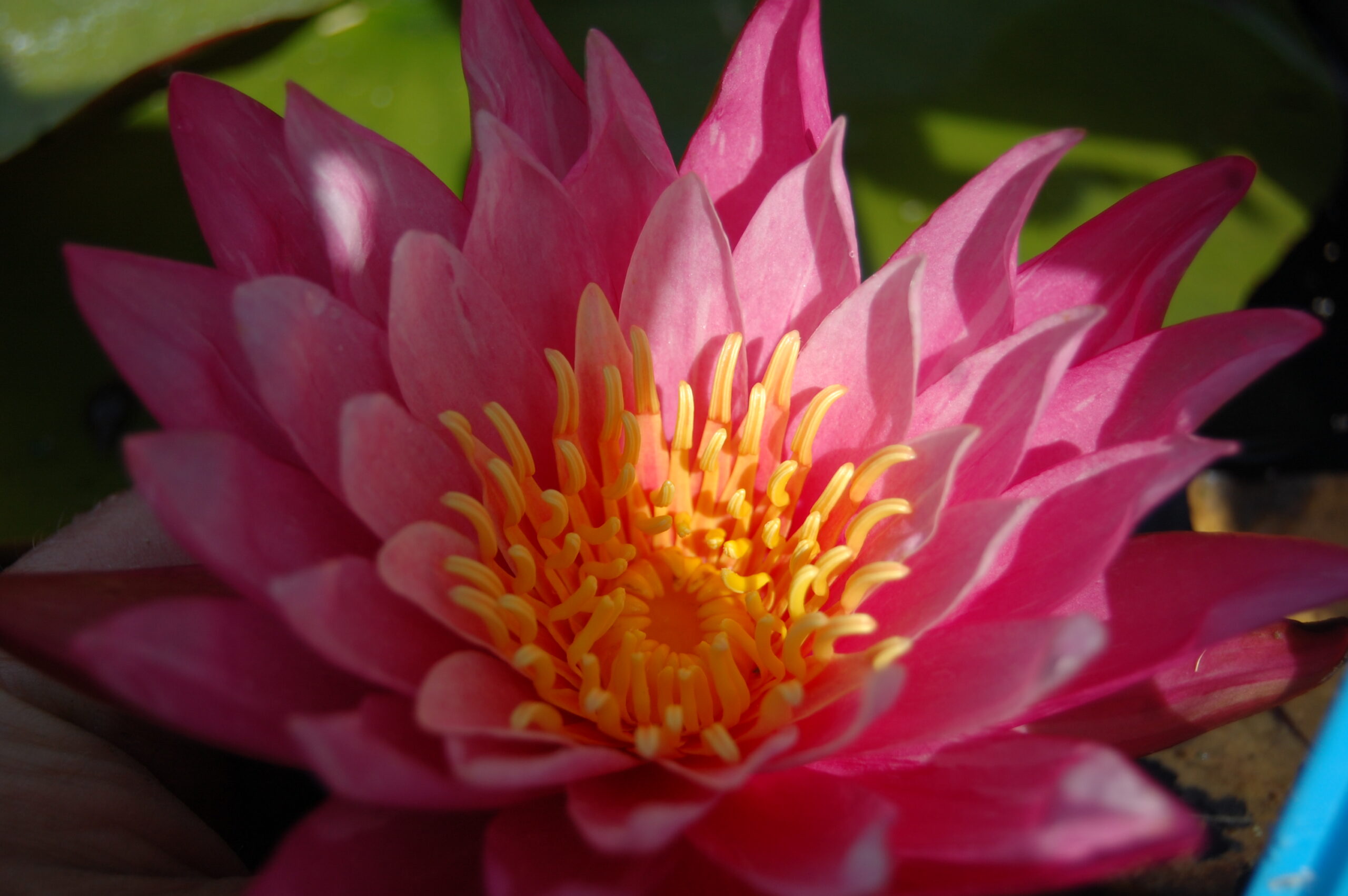 acheter nymphaea N°13 de Nikolay for sale buy on line (30)
