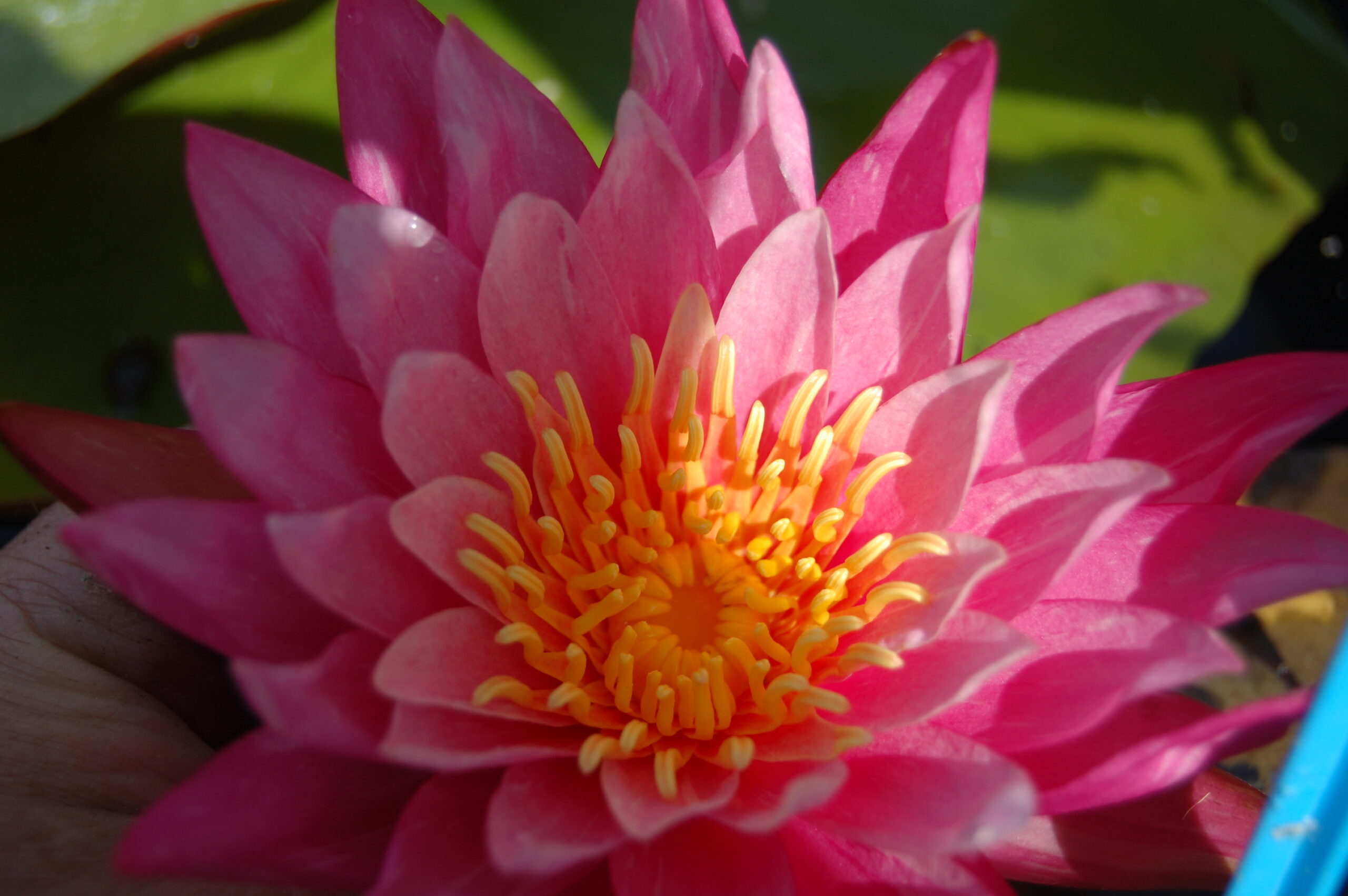acheter nymphaea N°13 de Nikolay for sale buy on line (31)