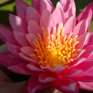 acheter nymphaea N°13 de Nikolay for sale buy on line (32)