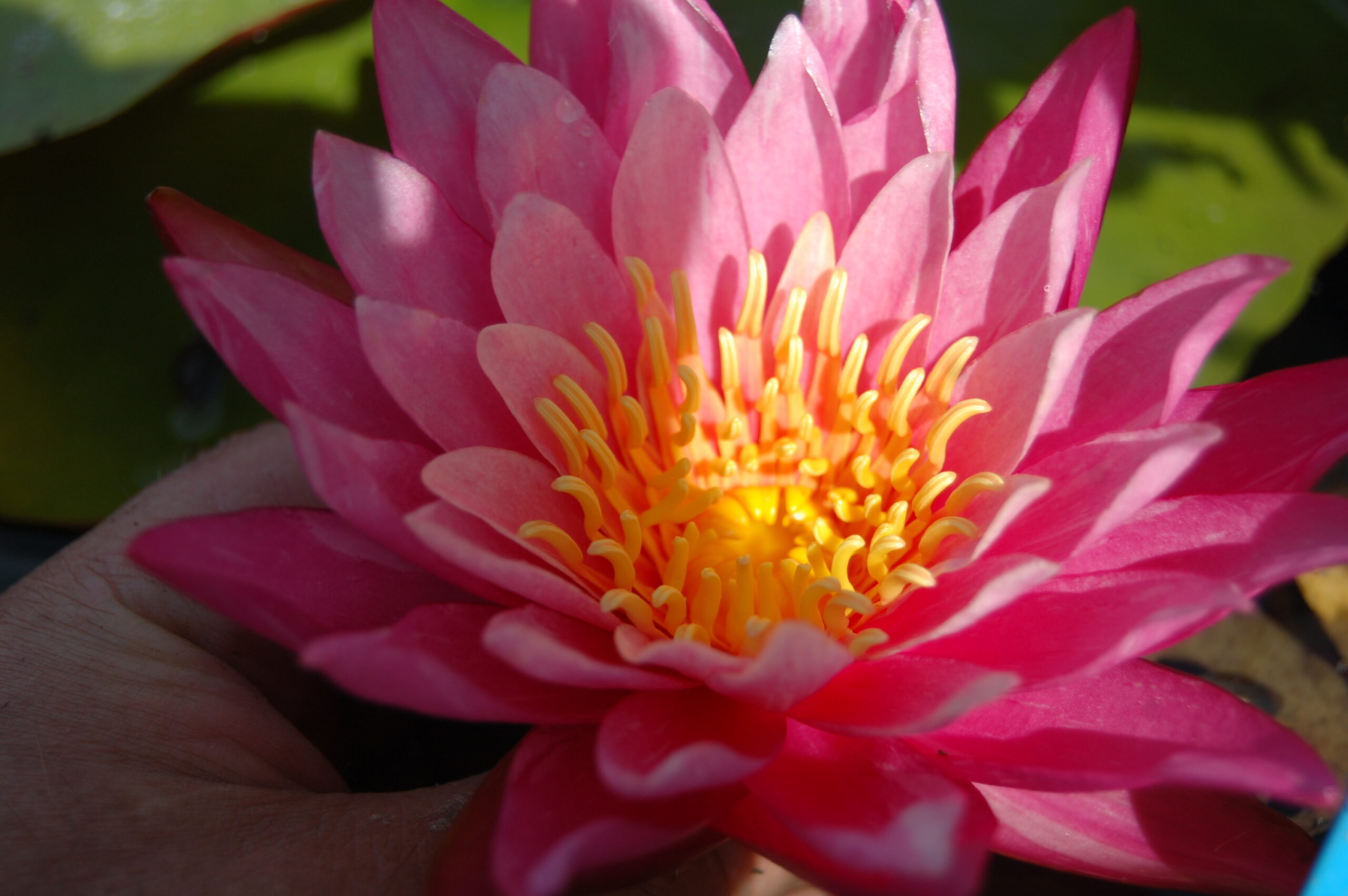 acheter nymphaea N°13 de Nikolay for sale buy on line (32)