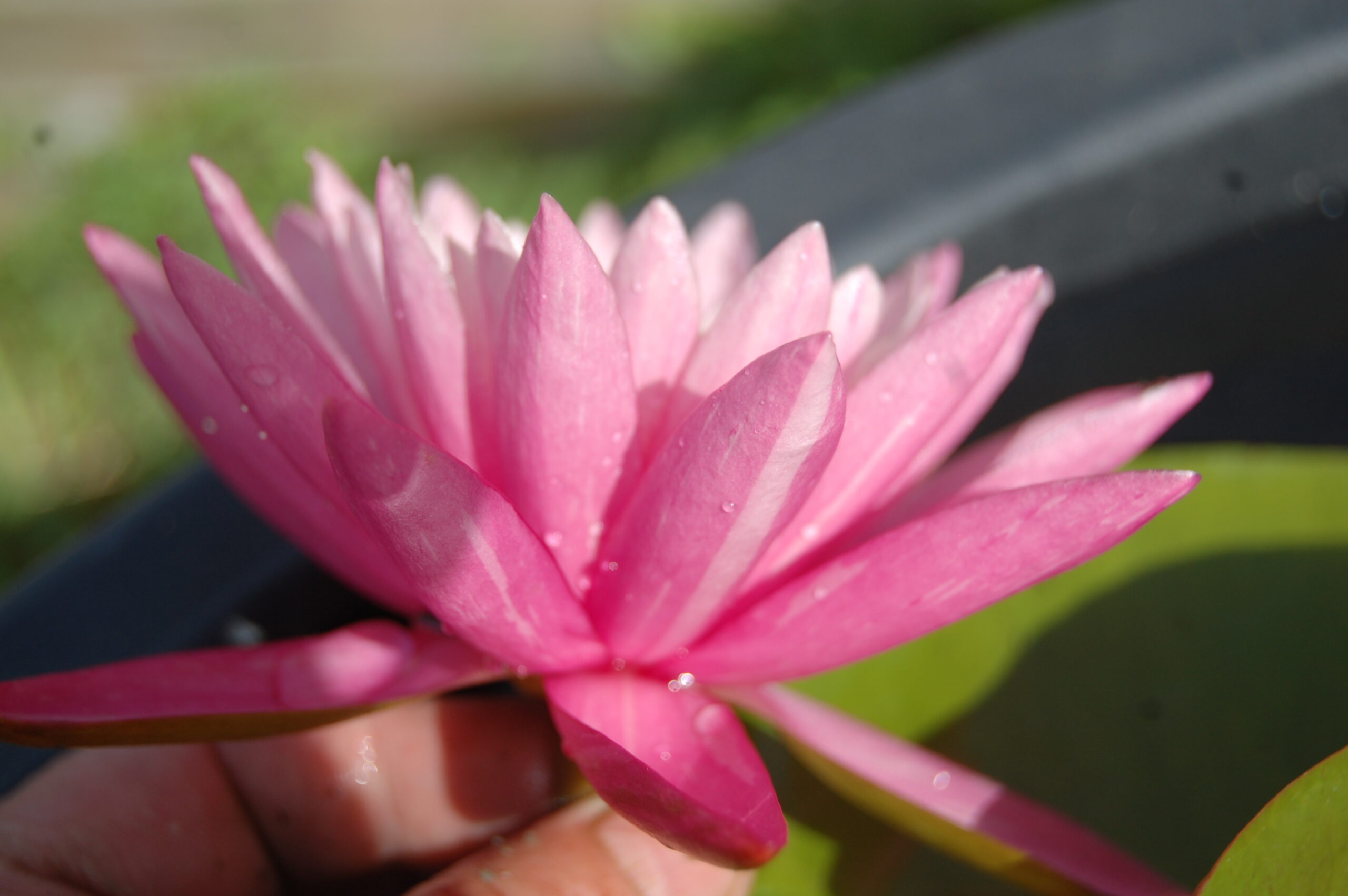 acheter nymphaea N°13 de Nikolay for sale buy on line (33)