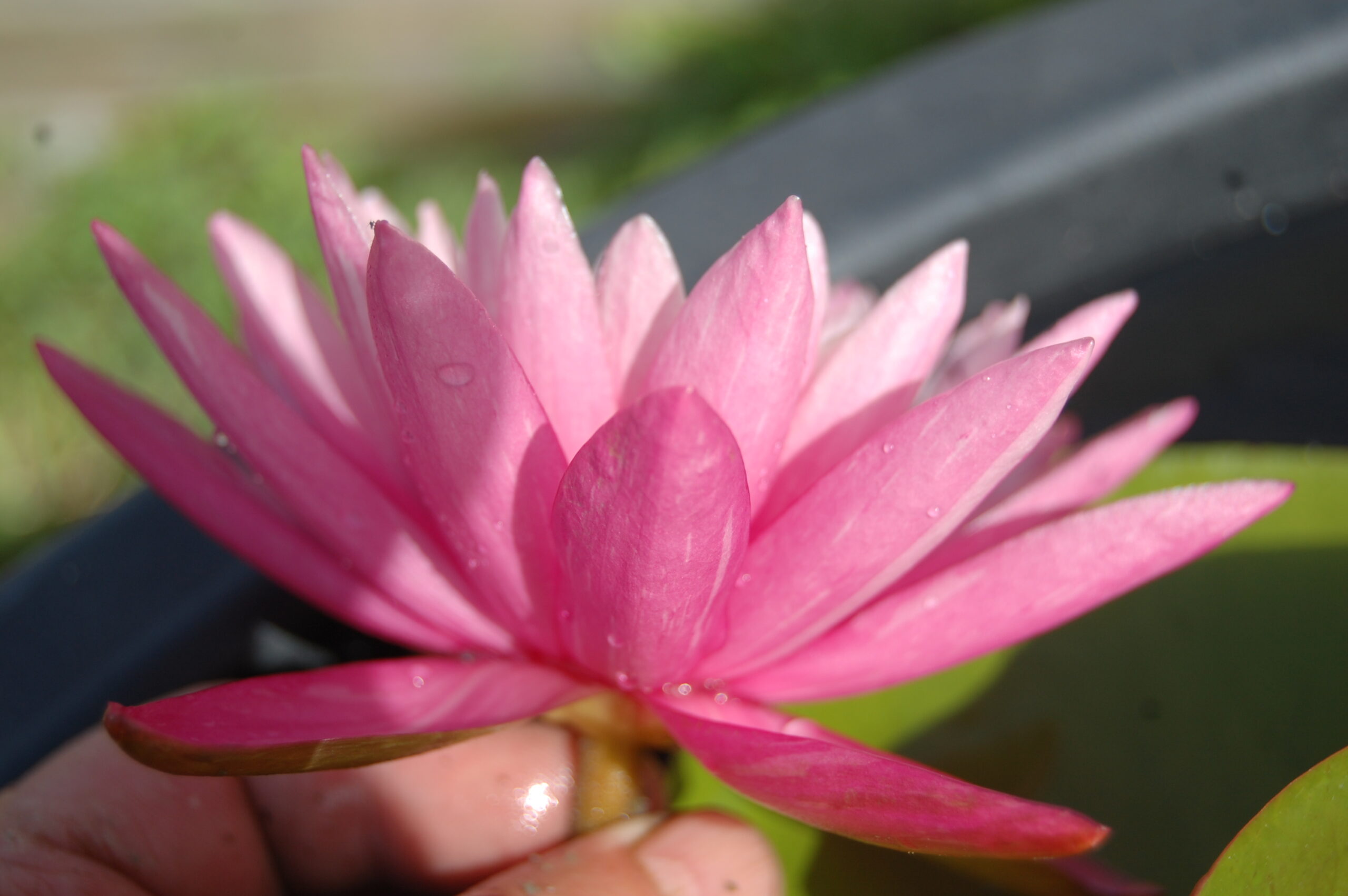 acheter nymphaea N°13 de Nikolay for sale buy on line (34)