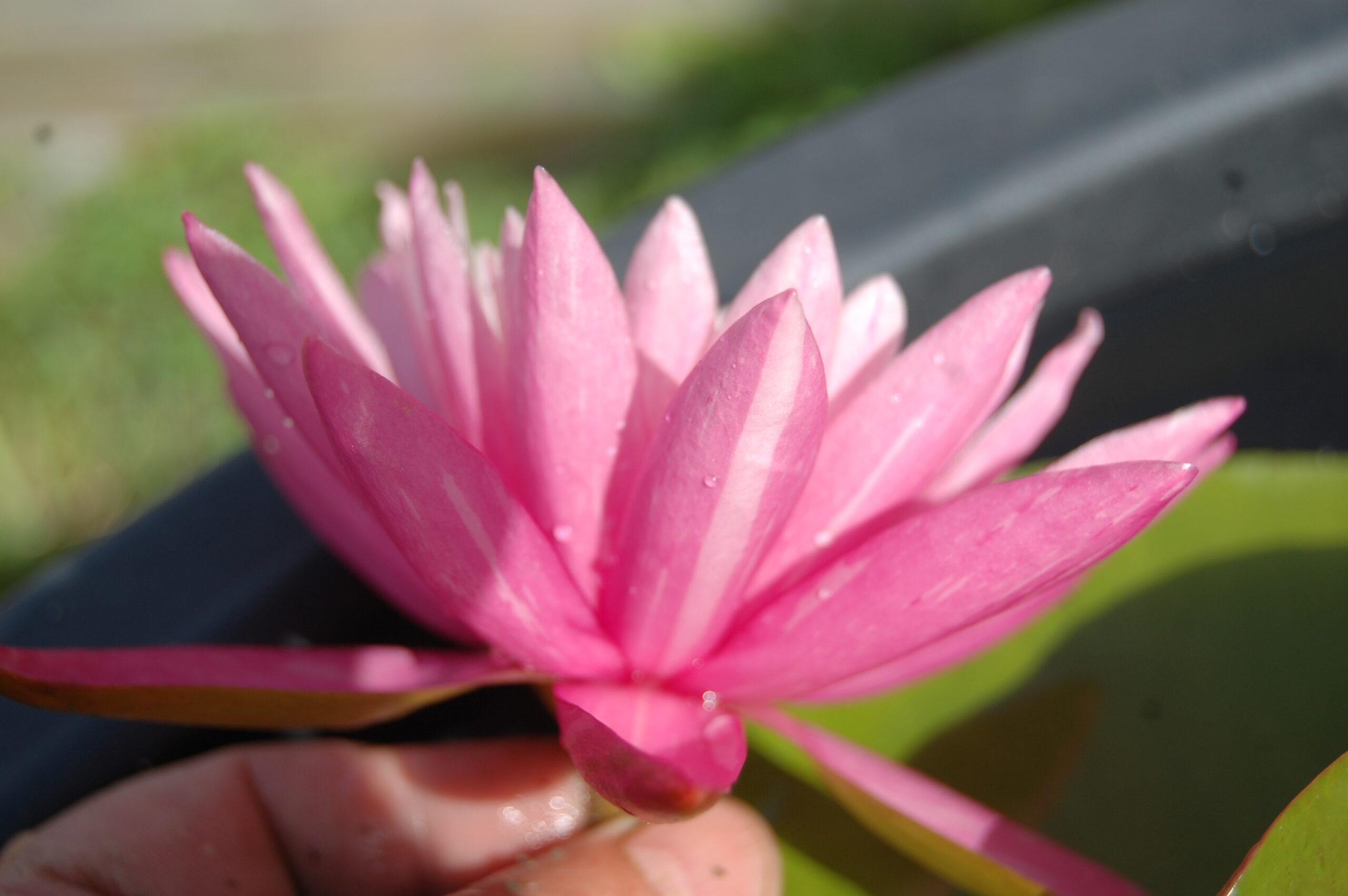 acheter nymphaea N°13 de Nikolay for sale buy on line (35)