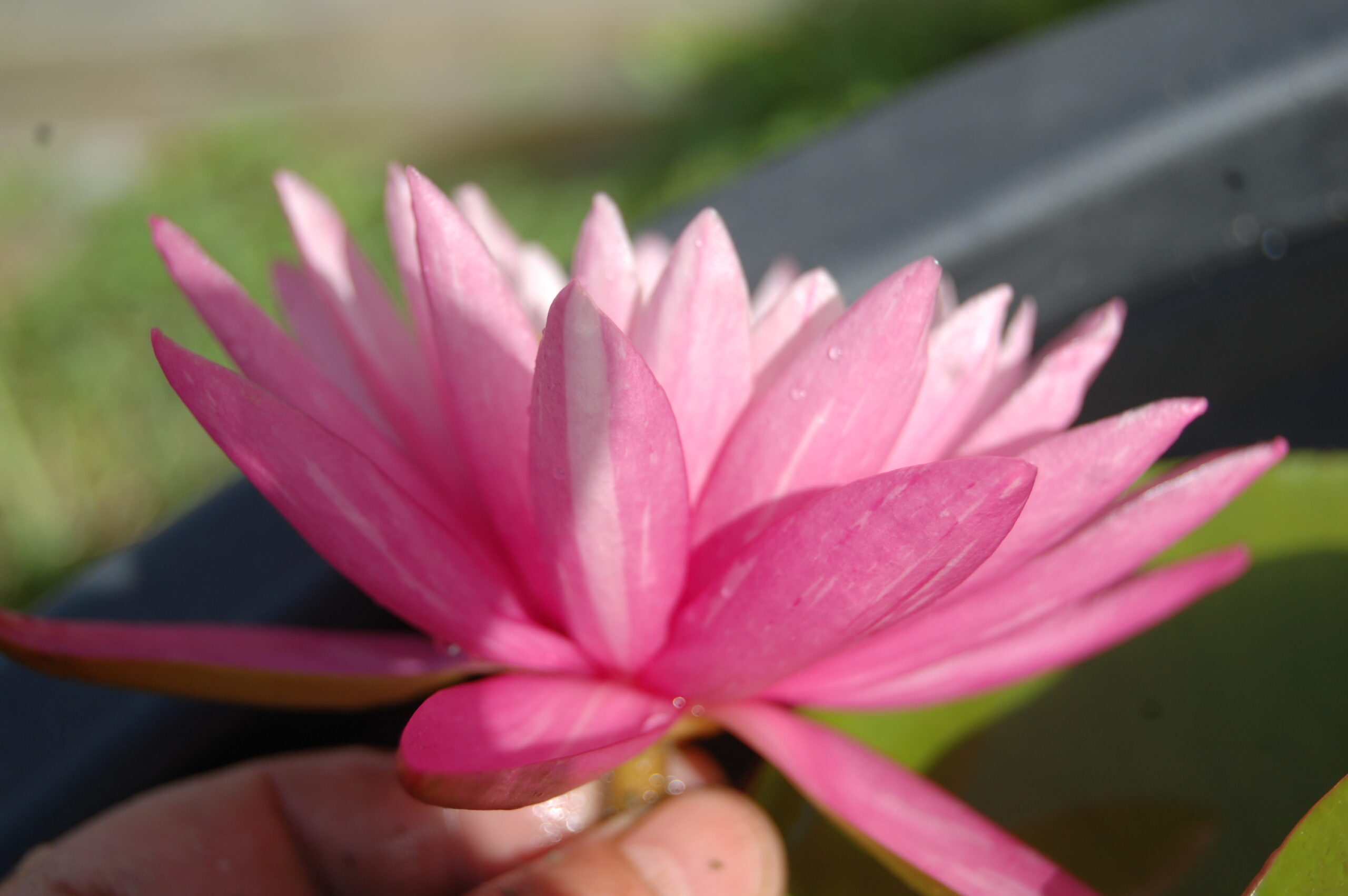 acheter nymphaea N°13 de Nikolay for sale buy on line (36)