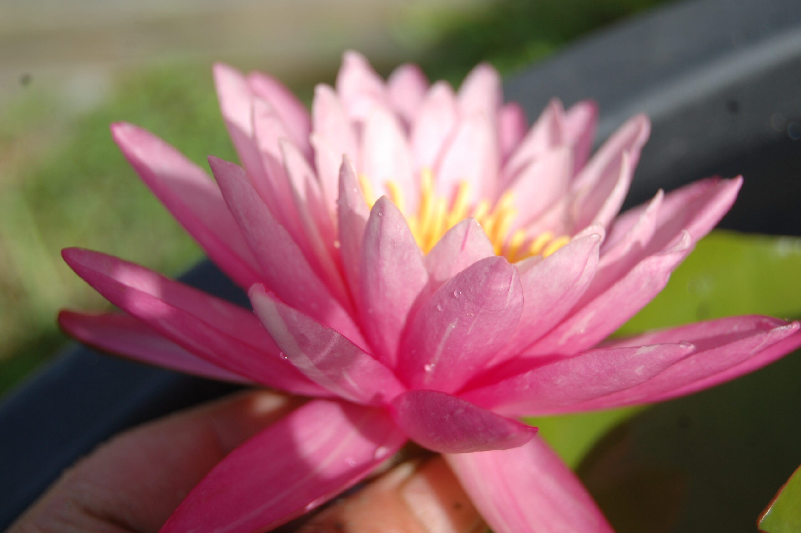 acheter nymphaea N°13 de Nikolay for sale buy on line (37)