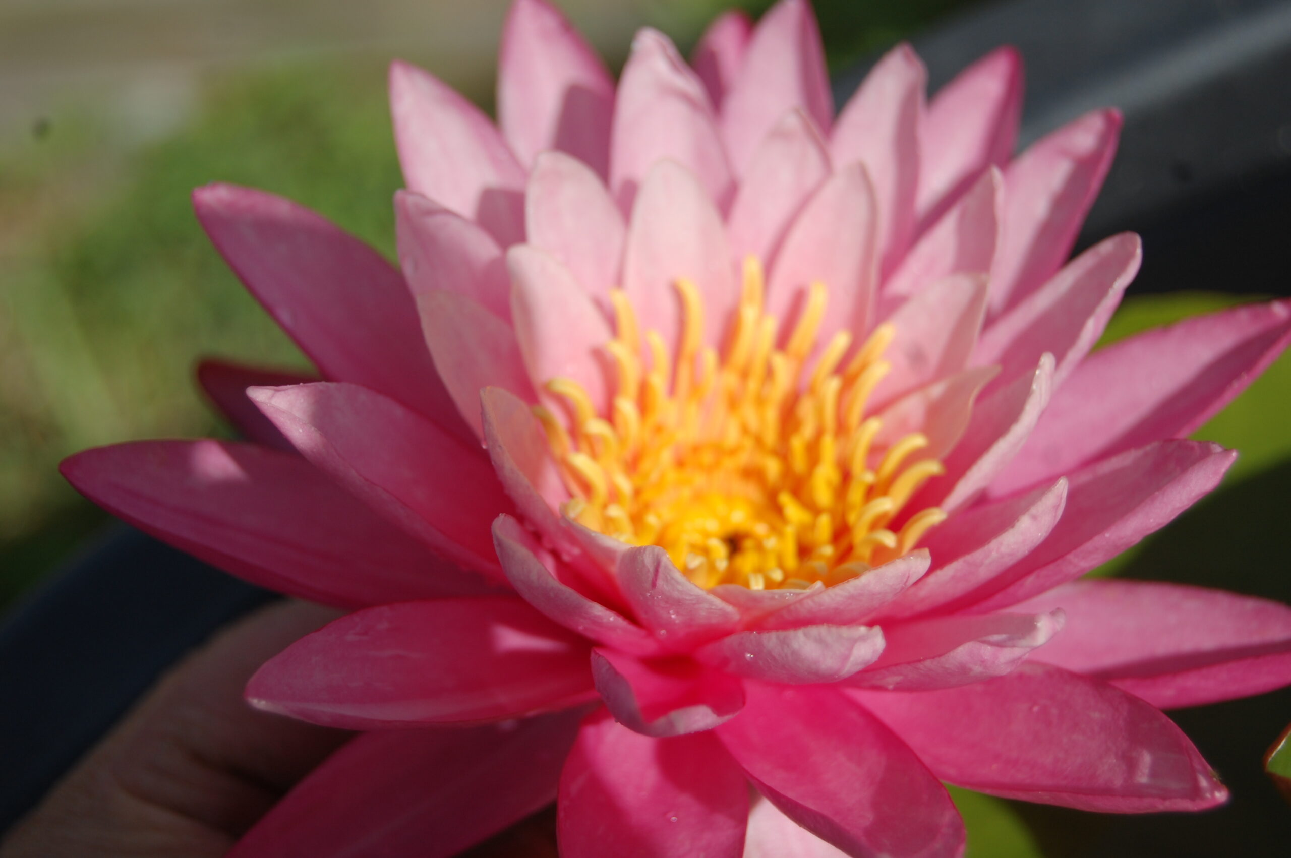 acheter nymphaea N°13 de Nikolay for sale buy on line (38)