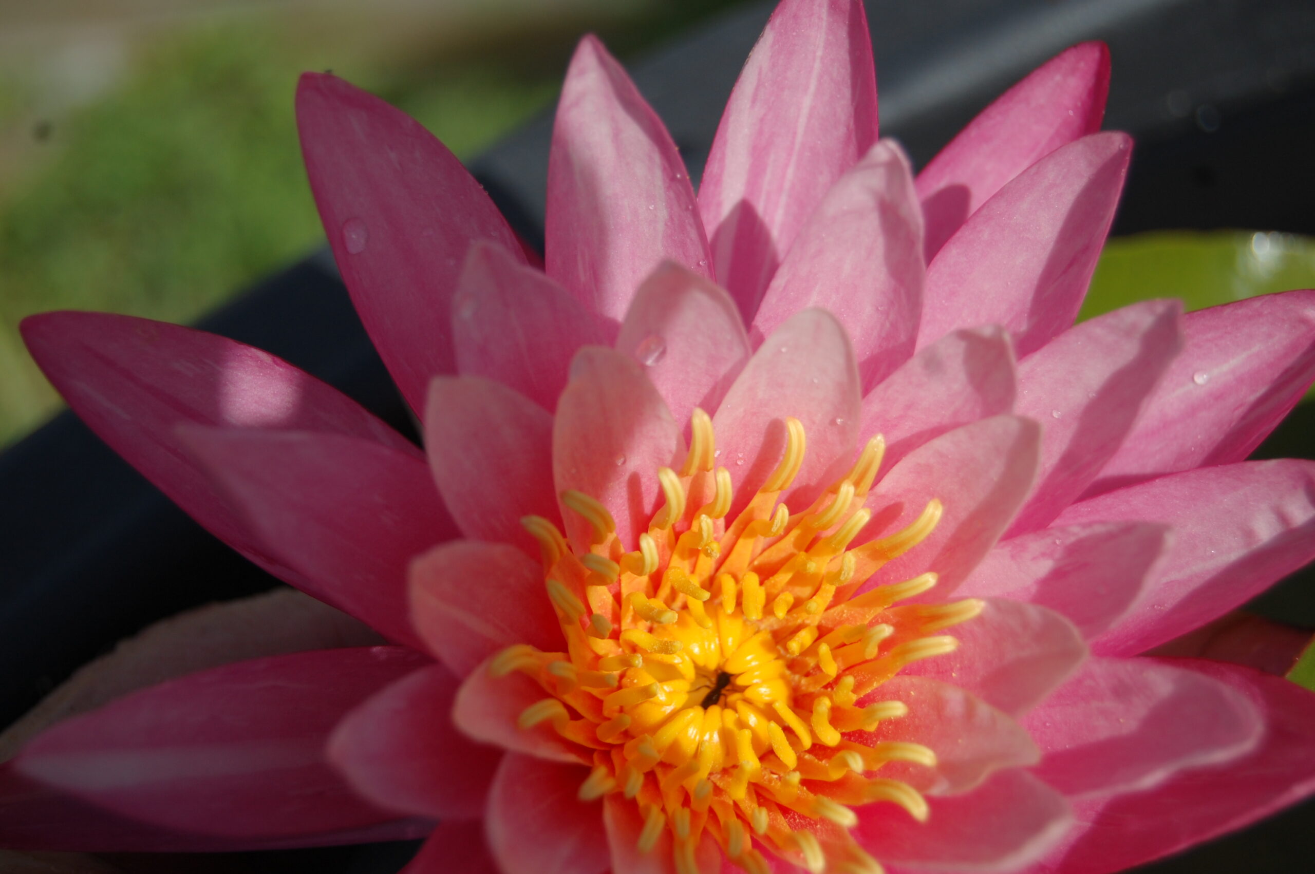 acheter nymphaea N°13 de Nikolay for sale buy on line (4)