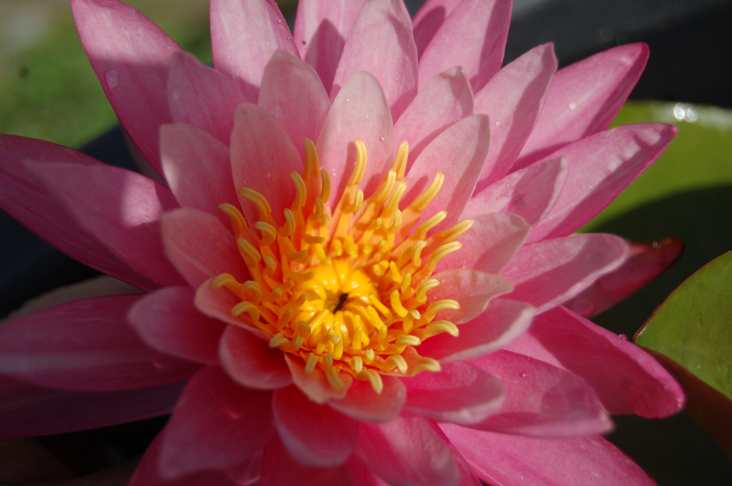 acheter nymphaea N°13 de Nikolay for sale buy on line (5)