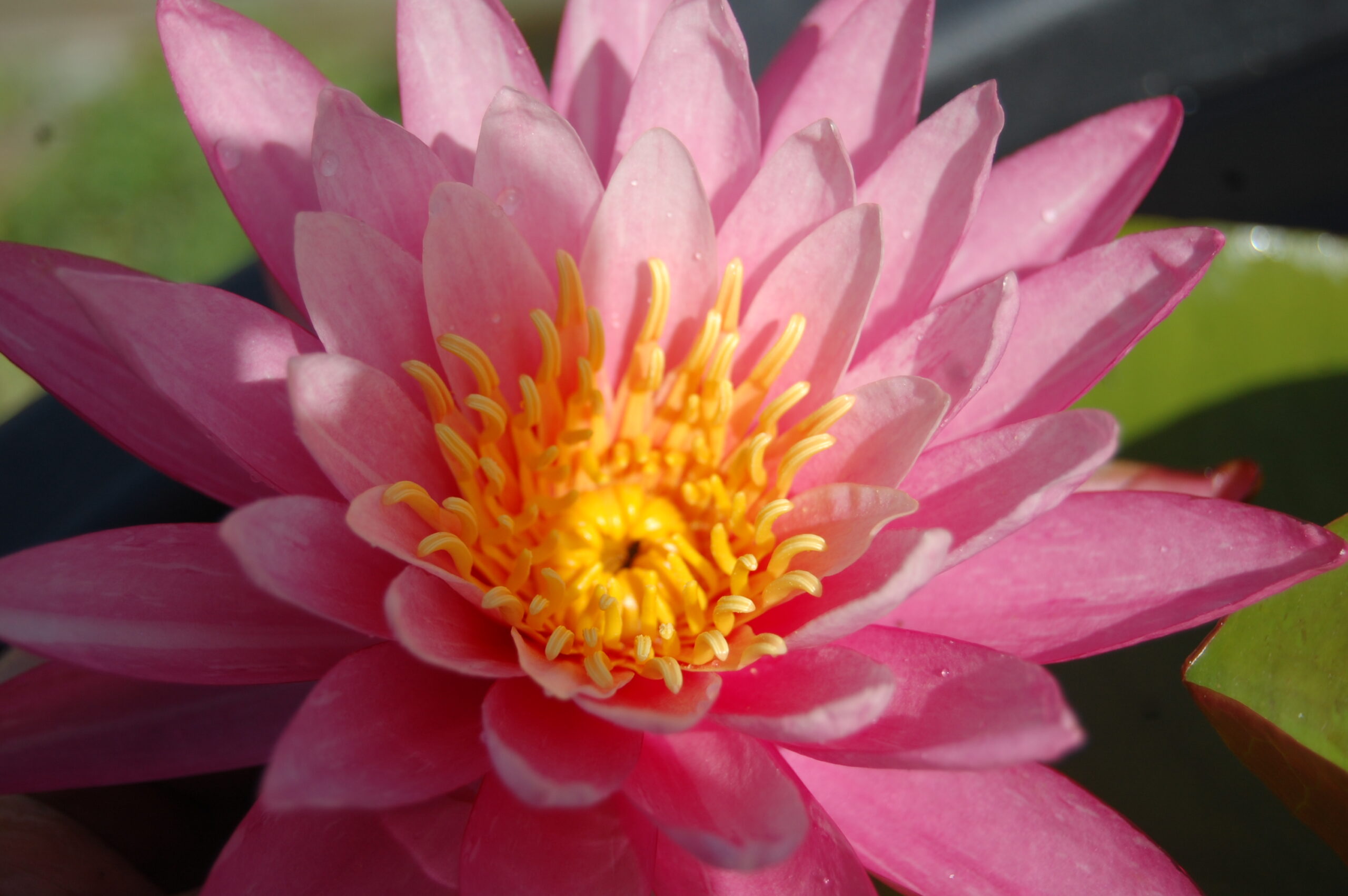 acheter nymphaea N°13 de Nikolay for sale buy on line (6)
