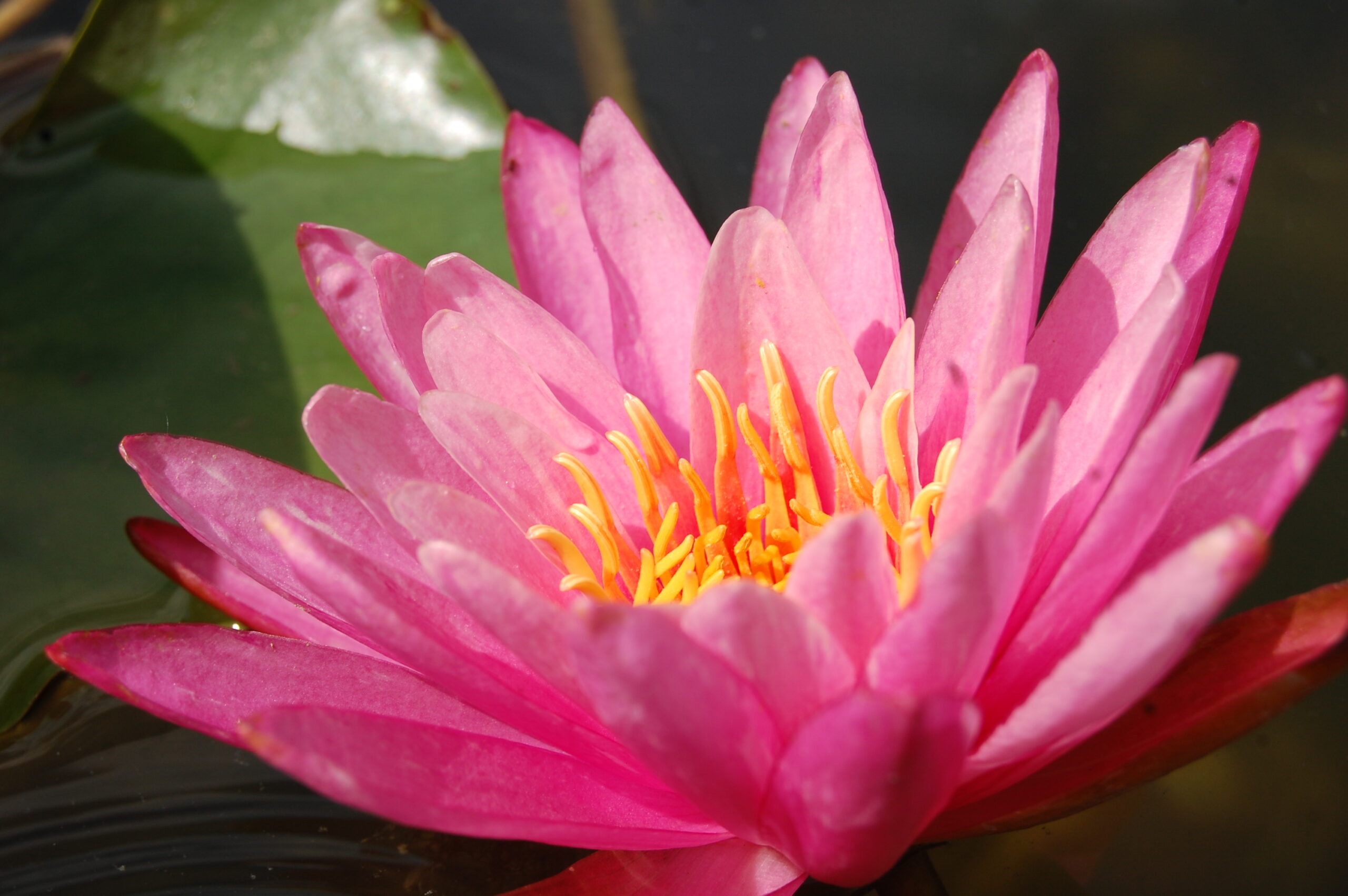 acheter nymphaea N°13 de Nikolay for sale buy on line (7)