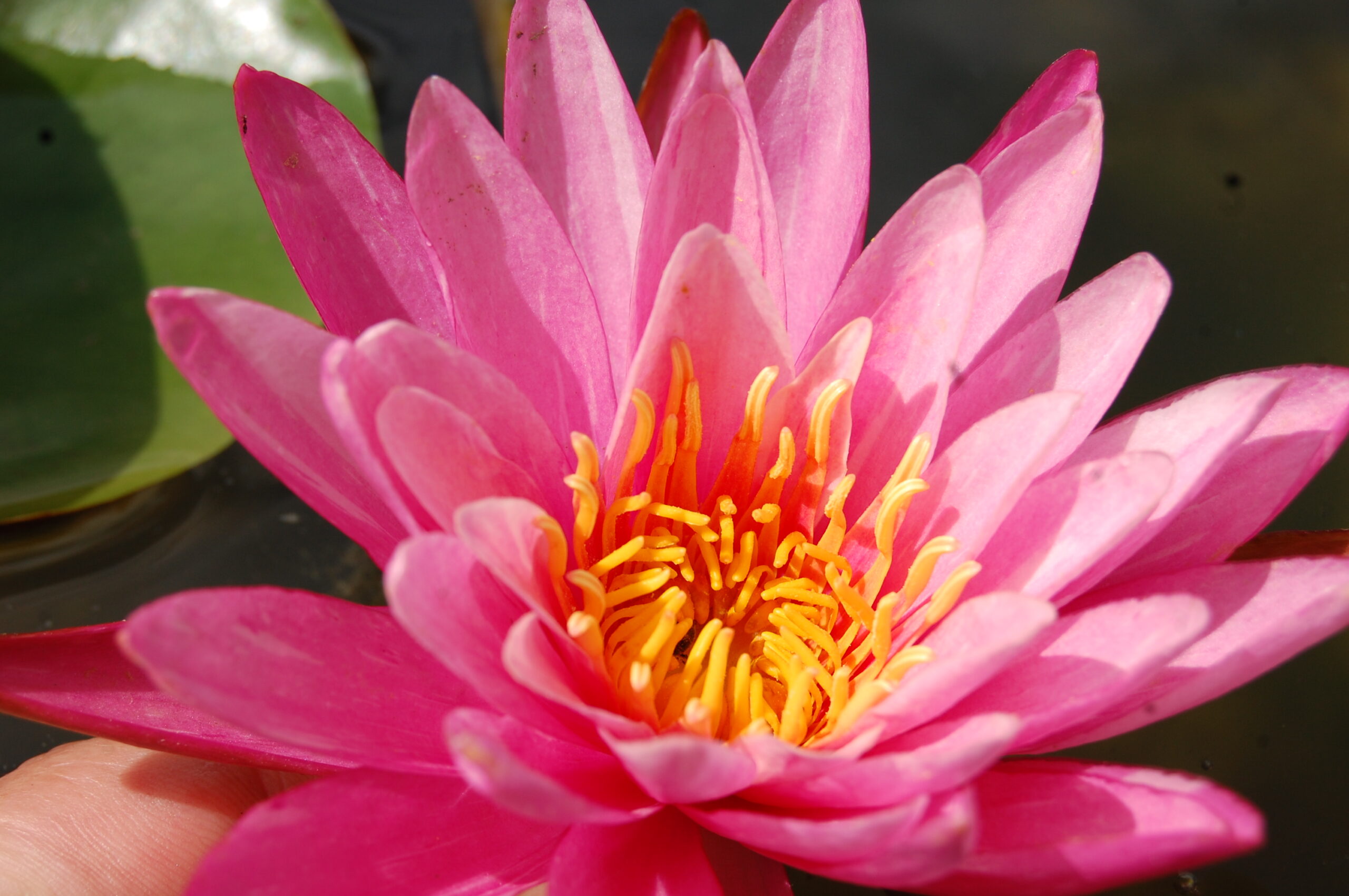 acheter nymphaea N°13 de Nikolay for sale buy on line (8)