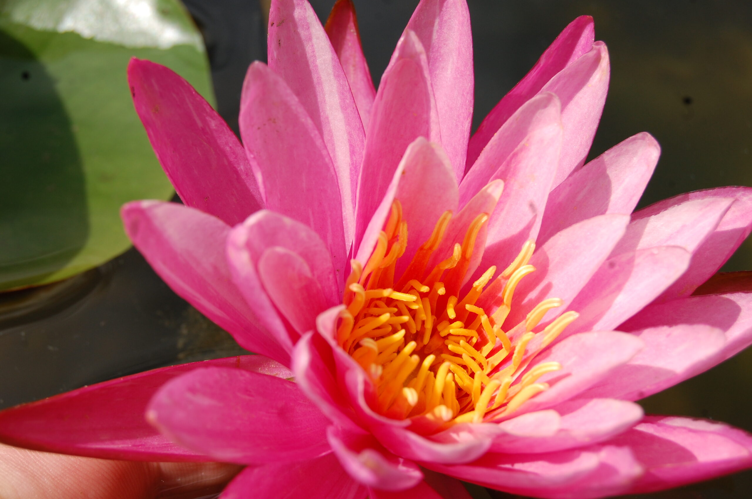 acheter nymphaea N°13 de Nikolay for sale buy on line (9)