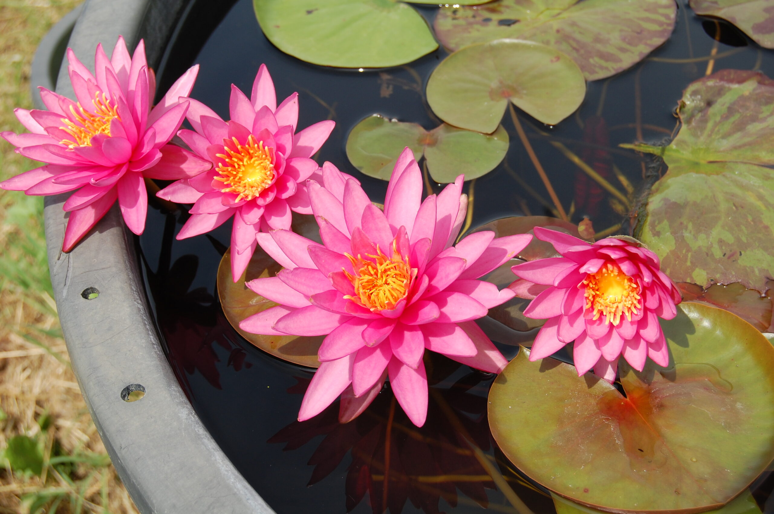 acheter nymphaea N°4 de Nikolay for sale buy on line (1)