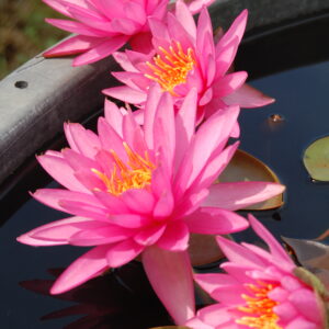 acheter nymphaea N°4 de Nikolay for sale buy on line (12)