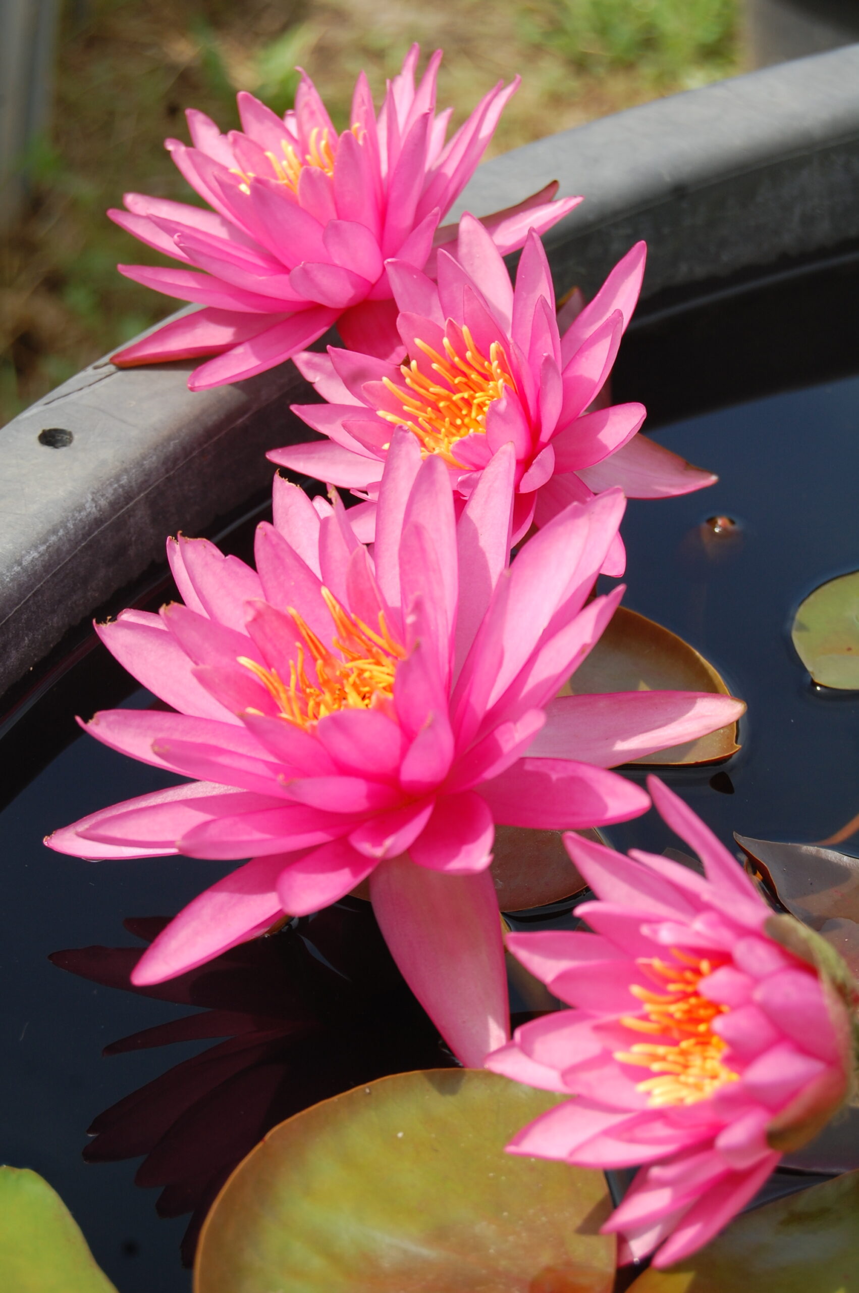 acheter nymphaea N°4 de Nikolay for sale buy on line (12)