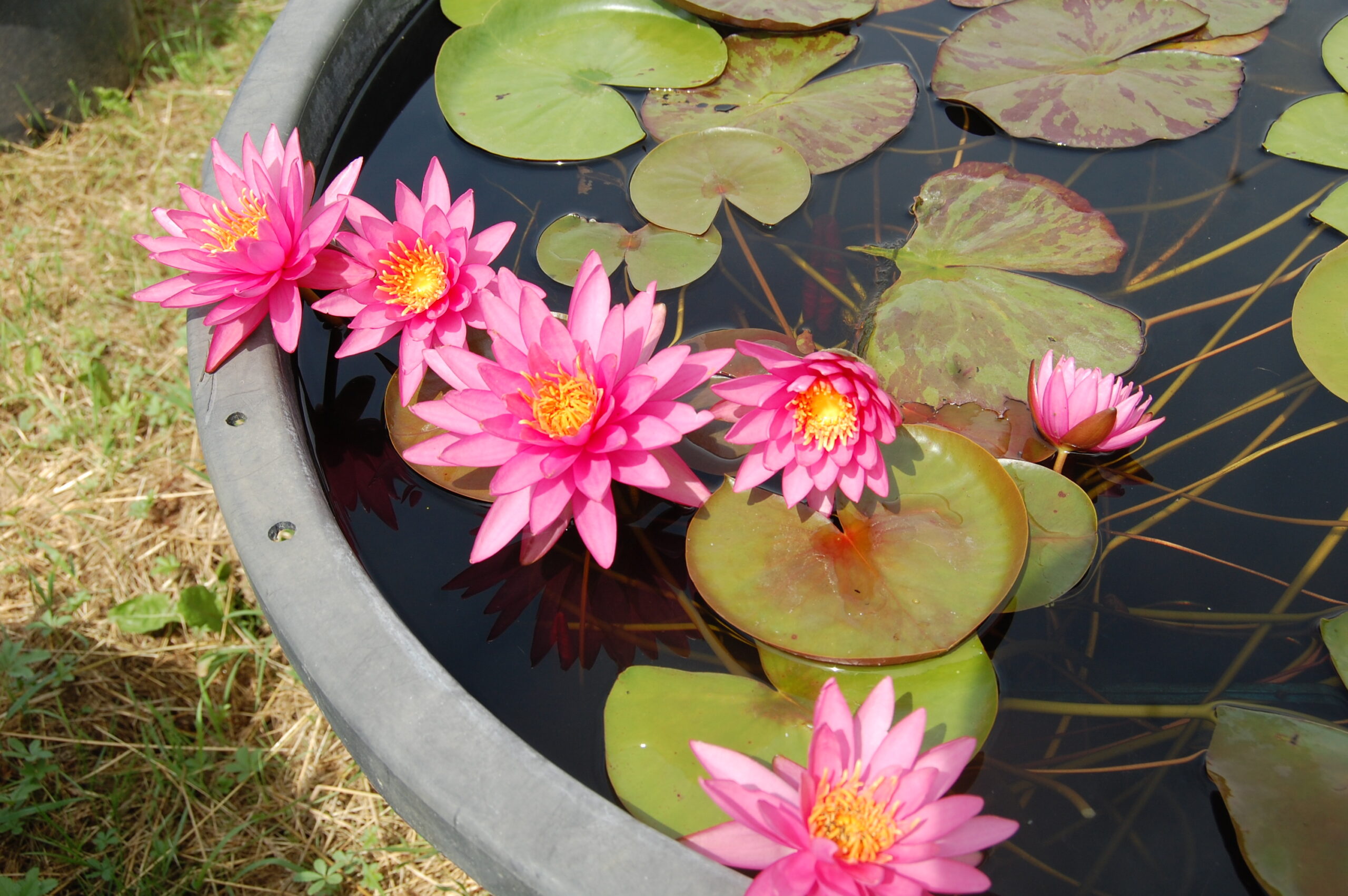 acheter nymphaea N°4 de Nikolay for sale buy on line (3)