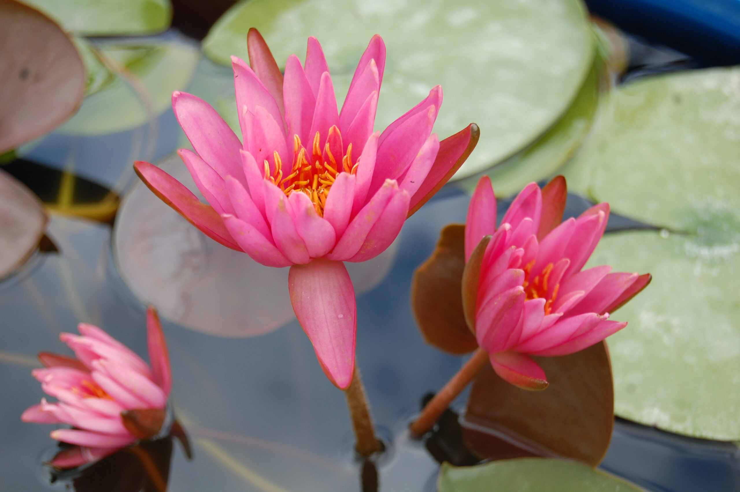acheter nymphaea N°4 de Nikolay for sale buy on line (4)
