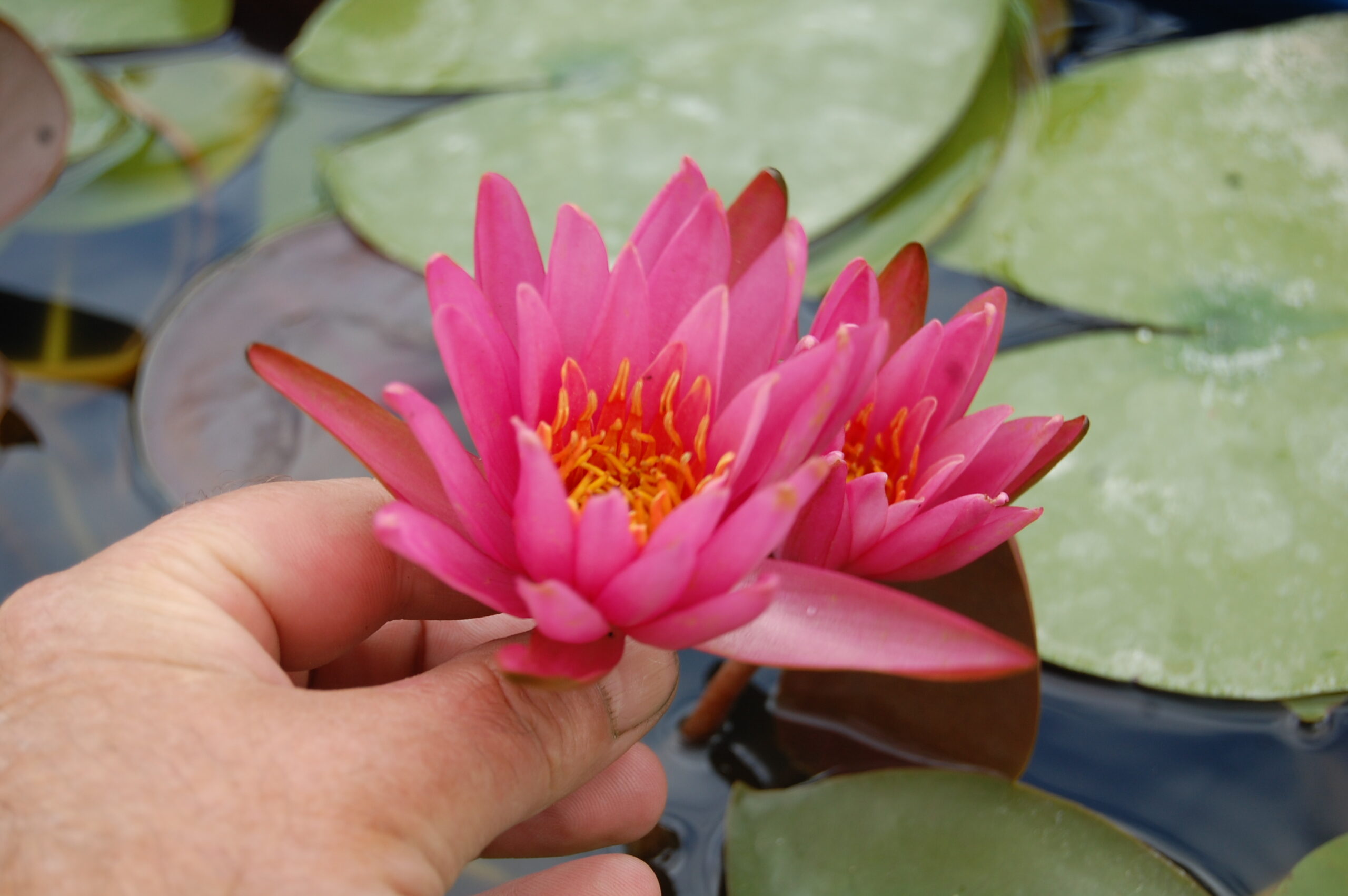 acheter nymphaea N°4 de Nikolay for sale buy on line (6)