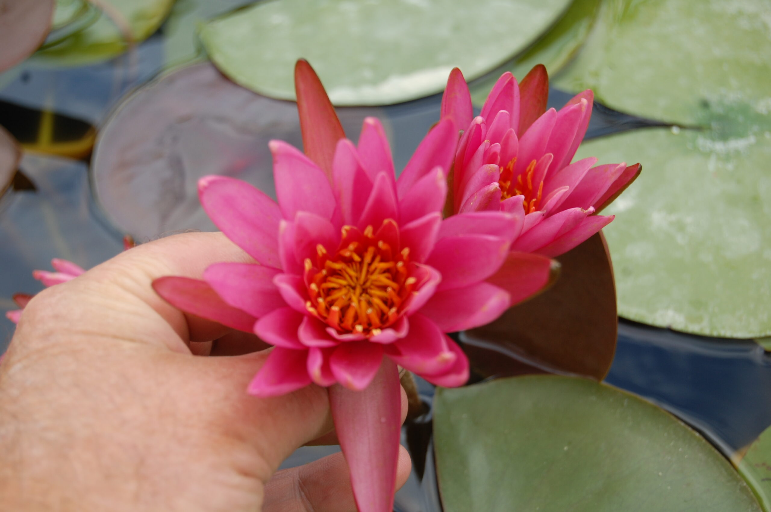 acheter nymphaea N°4 de Nikolay for sale buy on line (7)