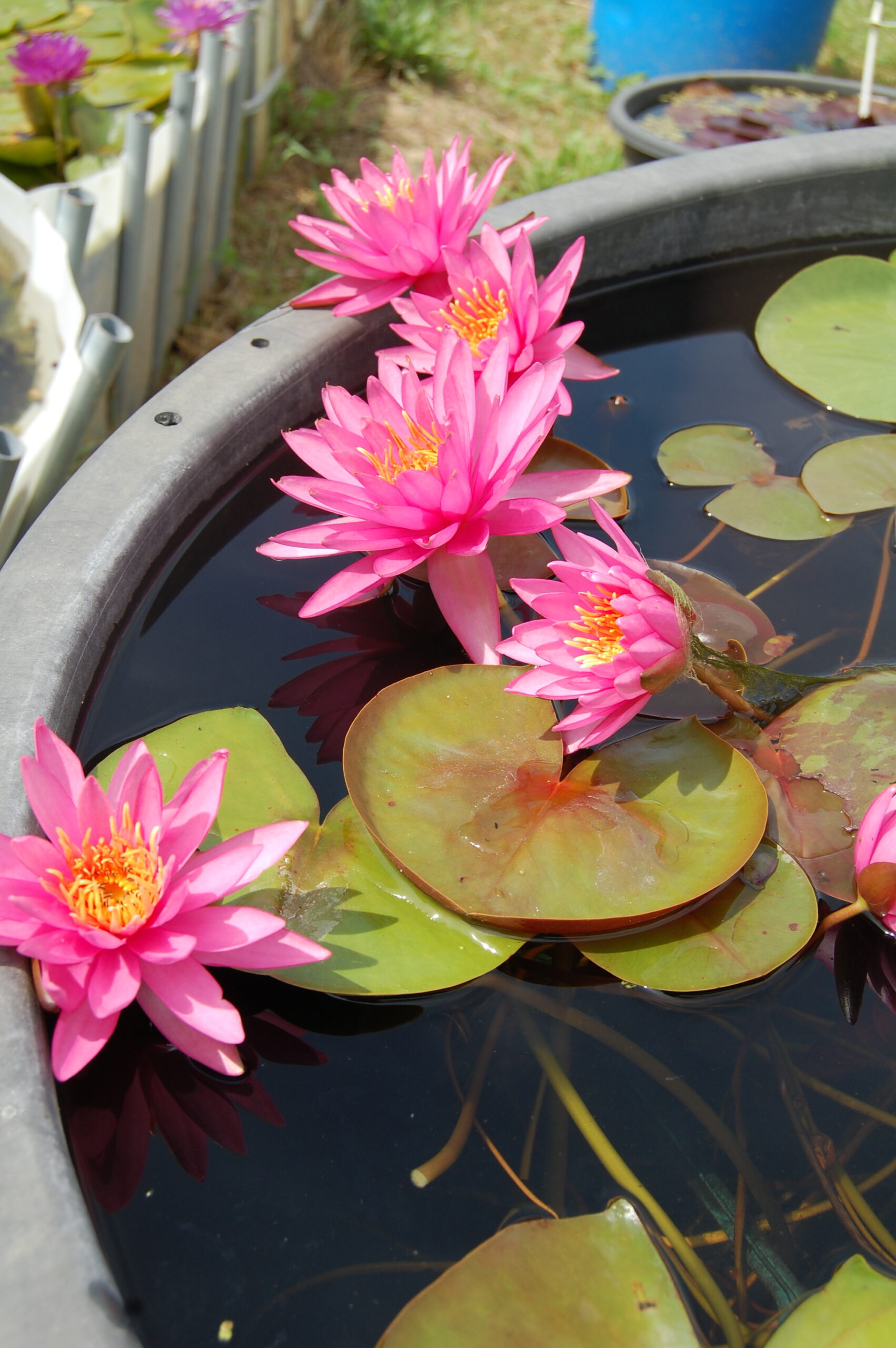 acheter nymphaea N°4 de Nikolay for sale buy on line (9)