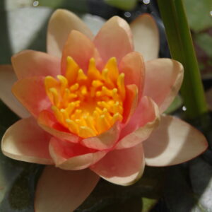 acheter nymphaea Odorata Graciella for sale buy on line (2)