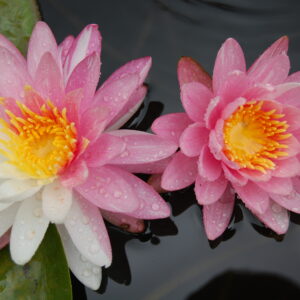 acheter nymphaea Pink Dawn for sale buy on line (42)