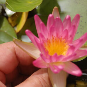 acheter nymphaea Pink Star for sale buy on line (20)
