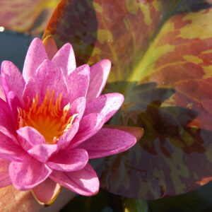 acheter nymphaea Purple Zebra for sale buy on line (22)