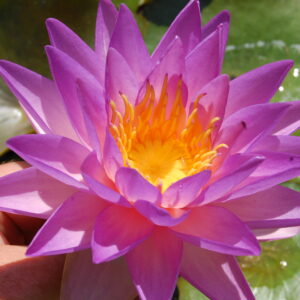 acheter nymphaea Purplelucent for sale buy on line (26)